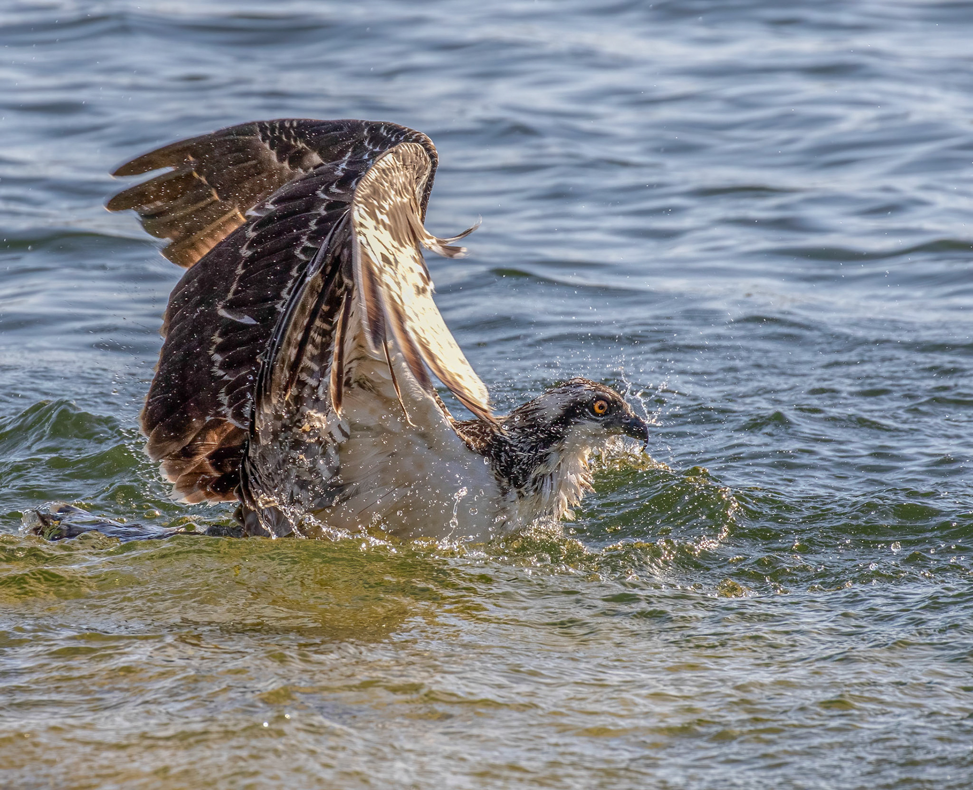Osprey Fishing Sequence 