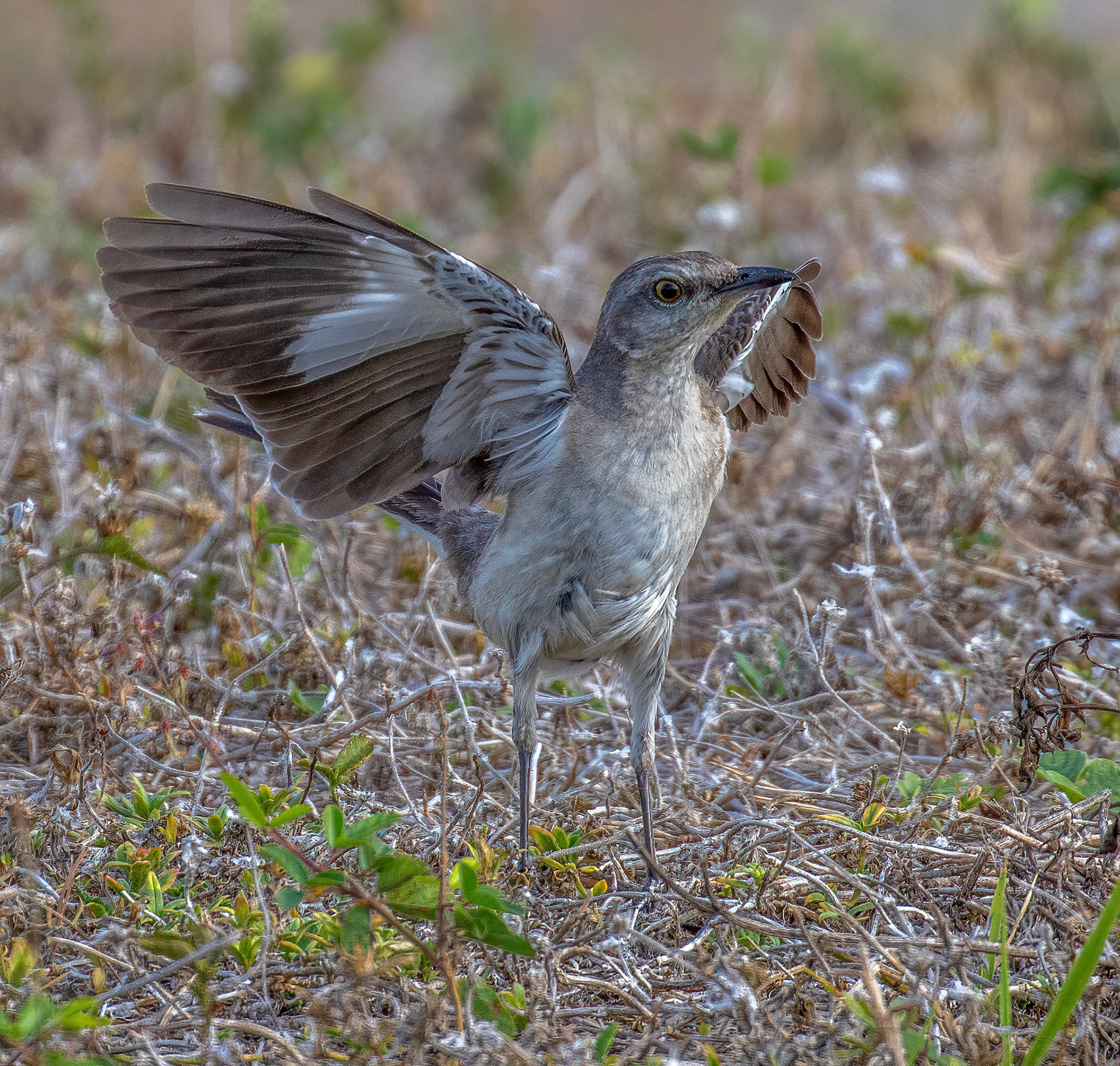 Northern Mockingbird