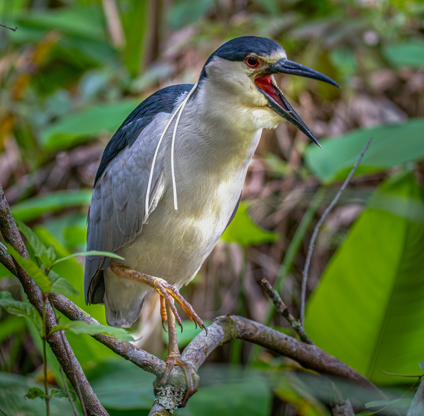 Black-Crowned Night Heron