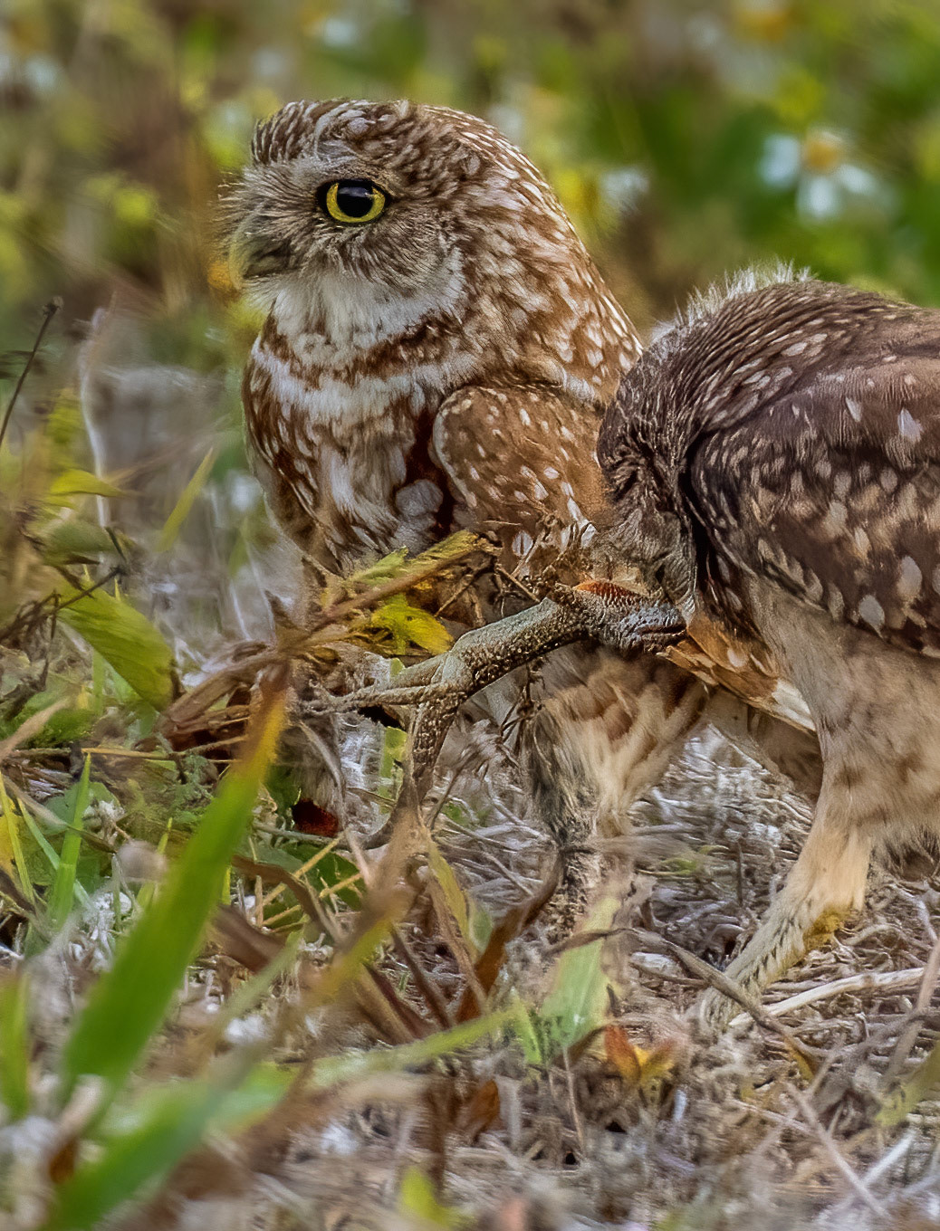 Owlet Successful Anole Hunt