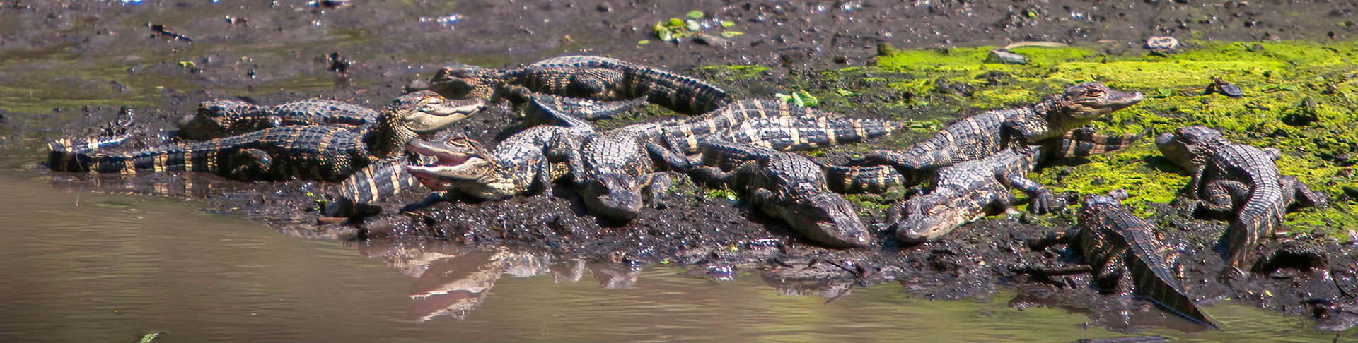 A "pod" of hatchlings