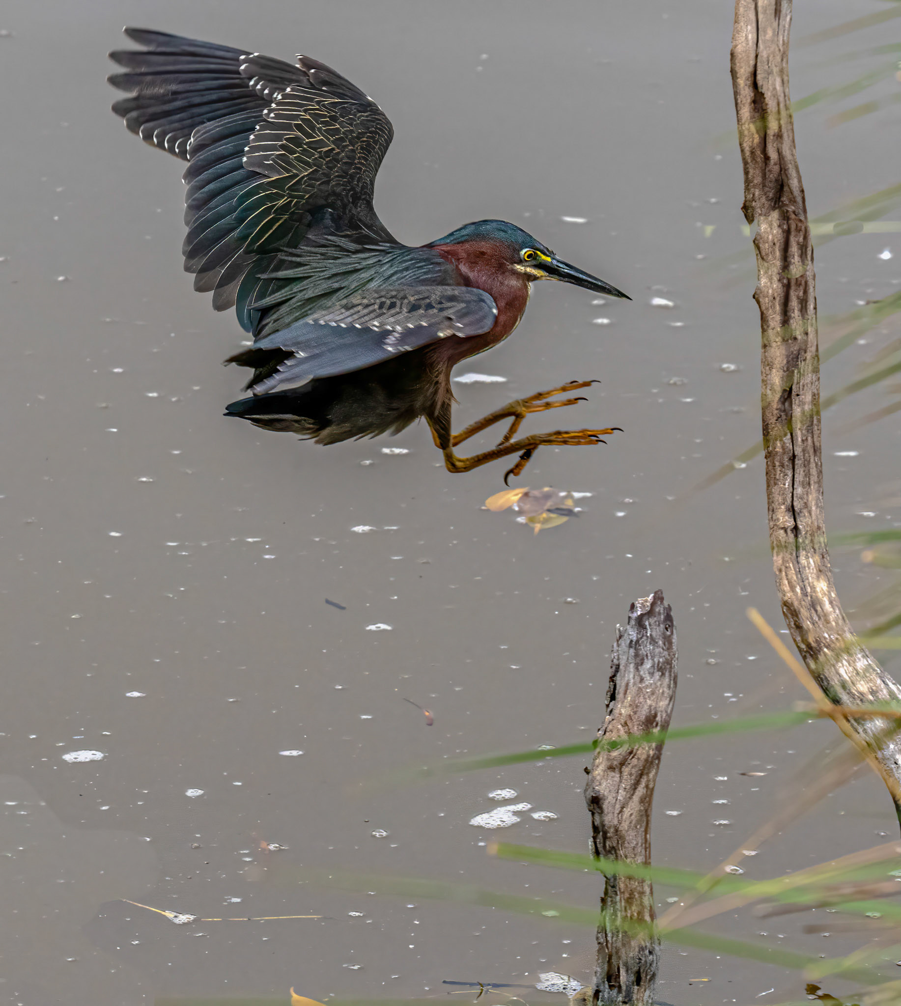 Green Heron