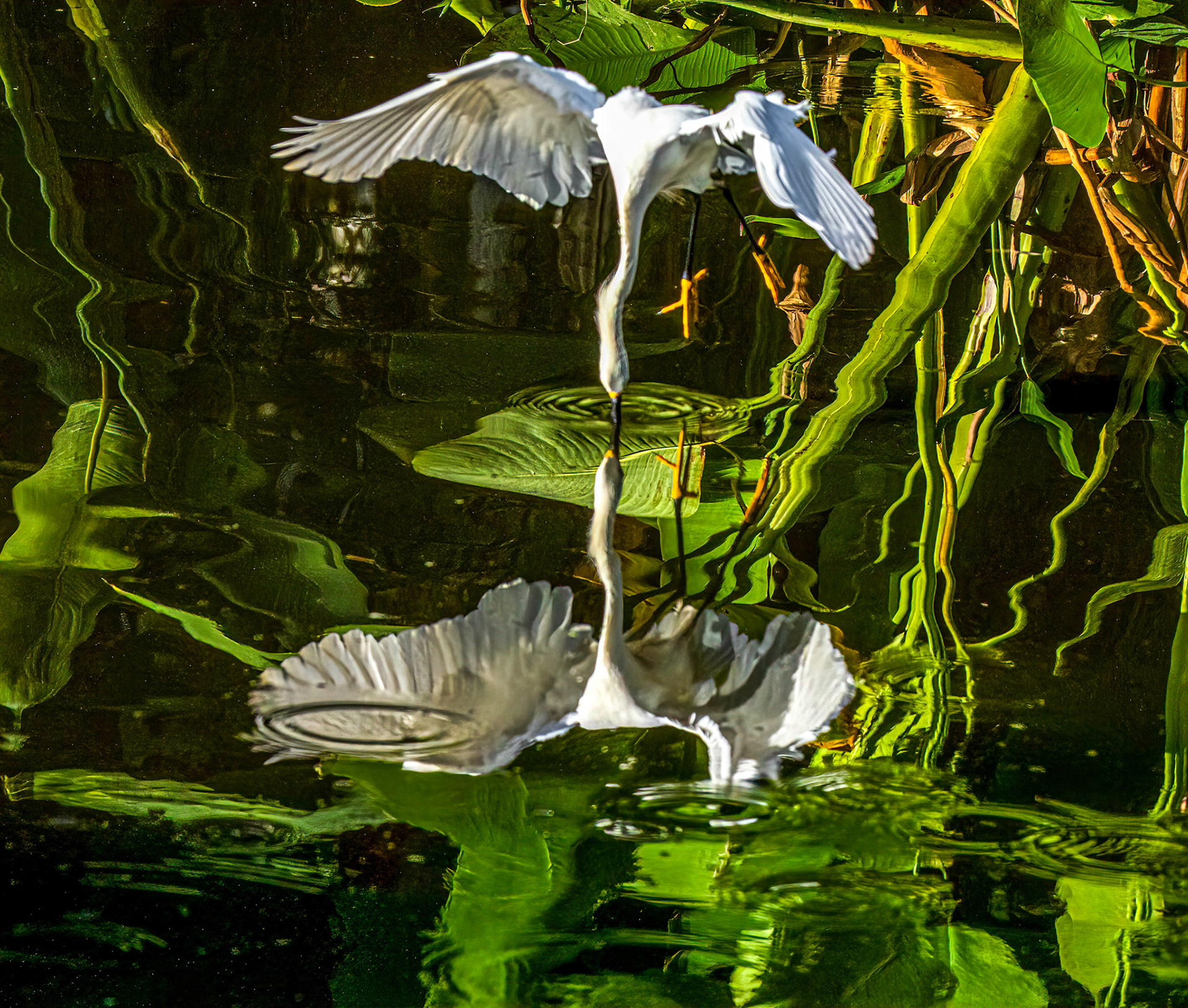 Snowy Egret - Feeding Sequence 2