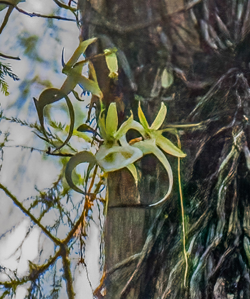Ghost Orchid