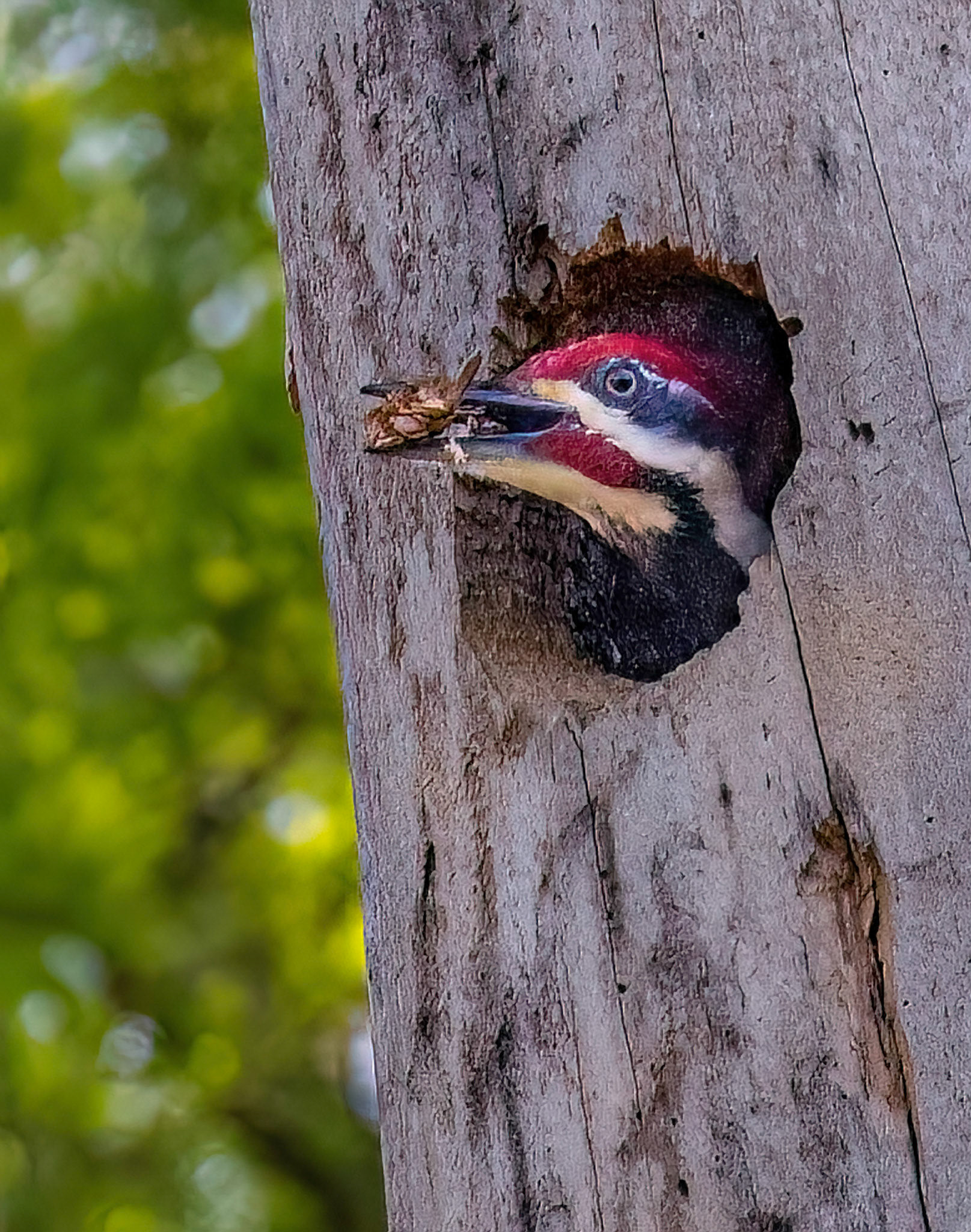 Pileated Woodpecker nest building sequence