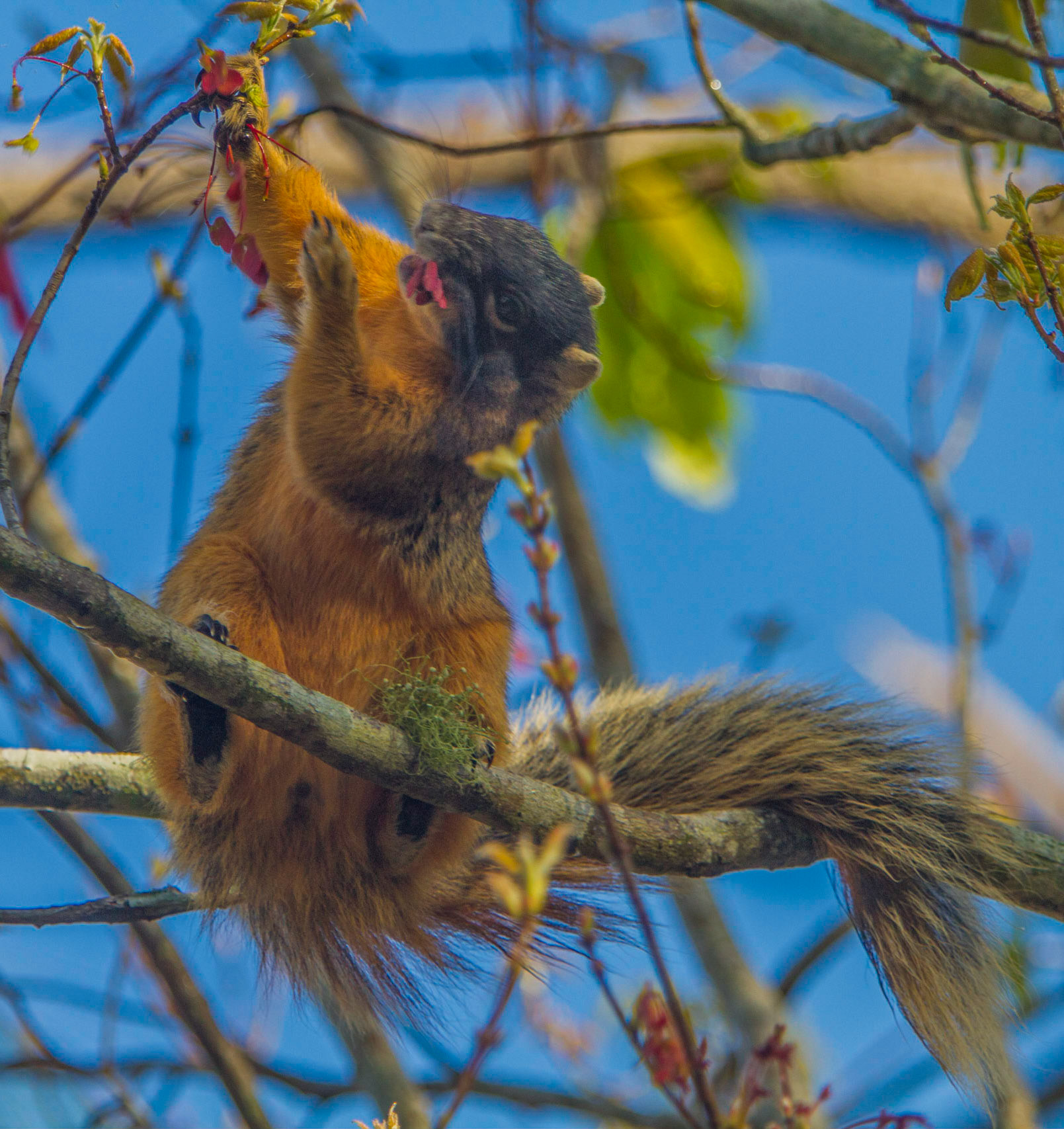 Sherman’s Fox Squirrel