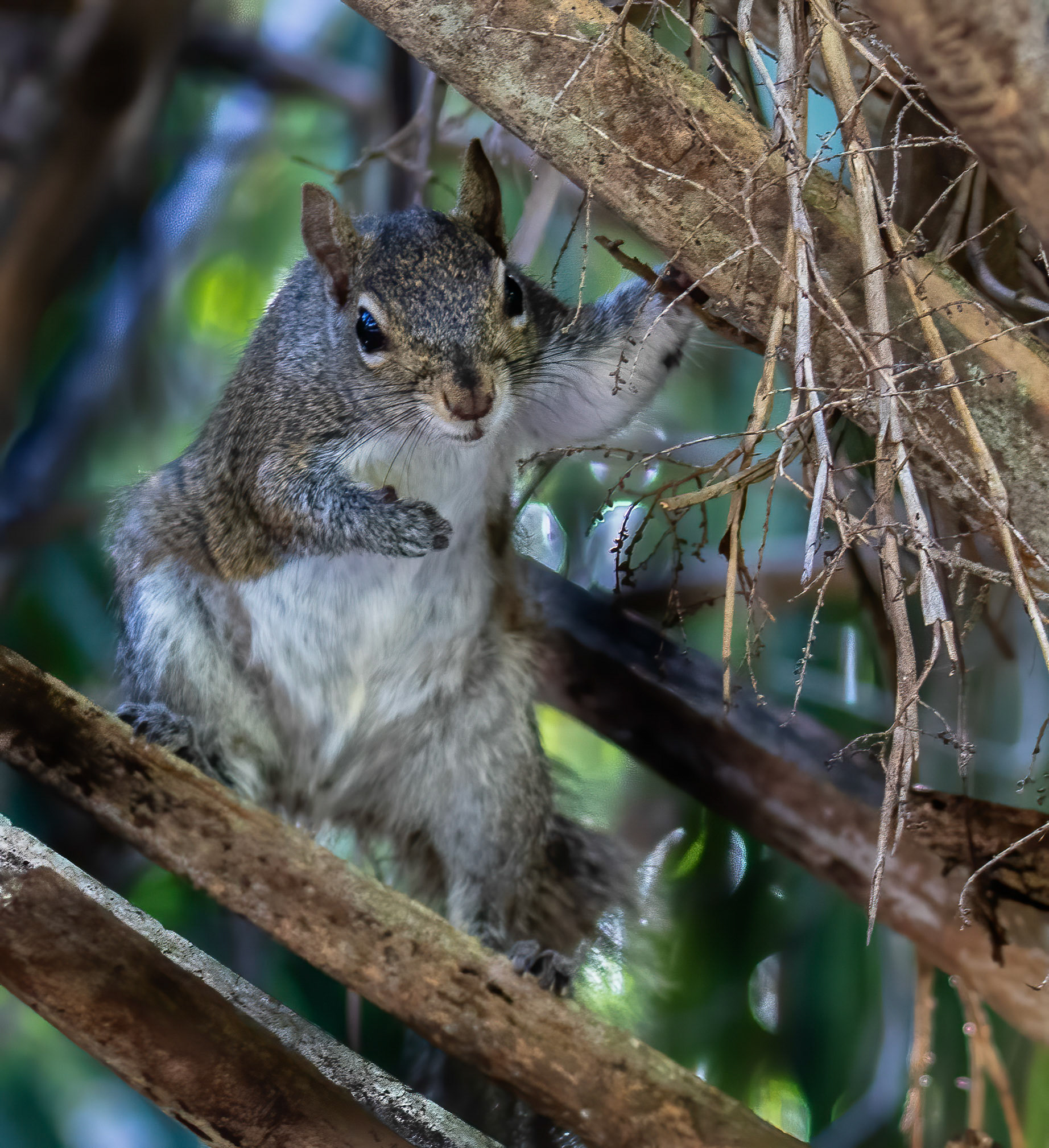 Eastern Gray Squirrel