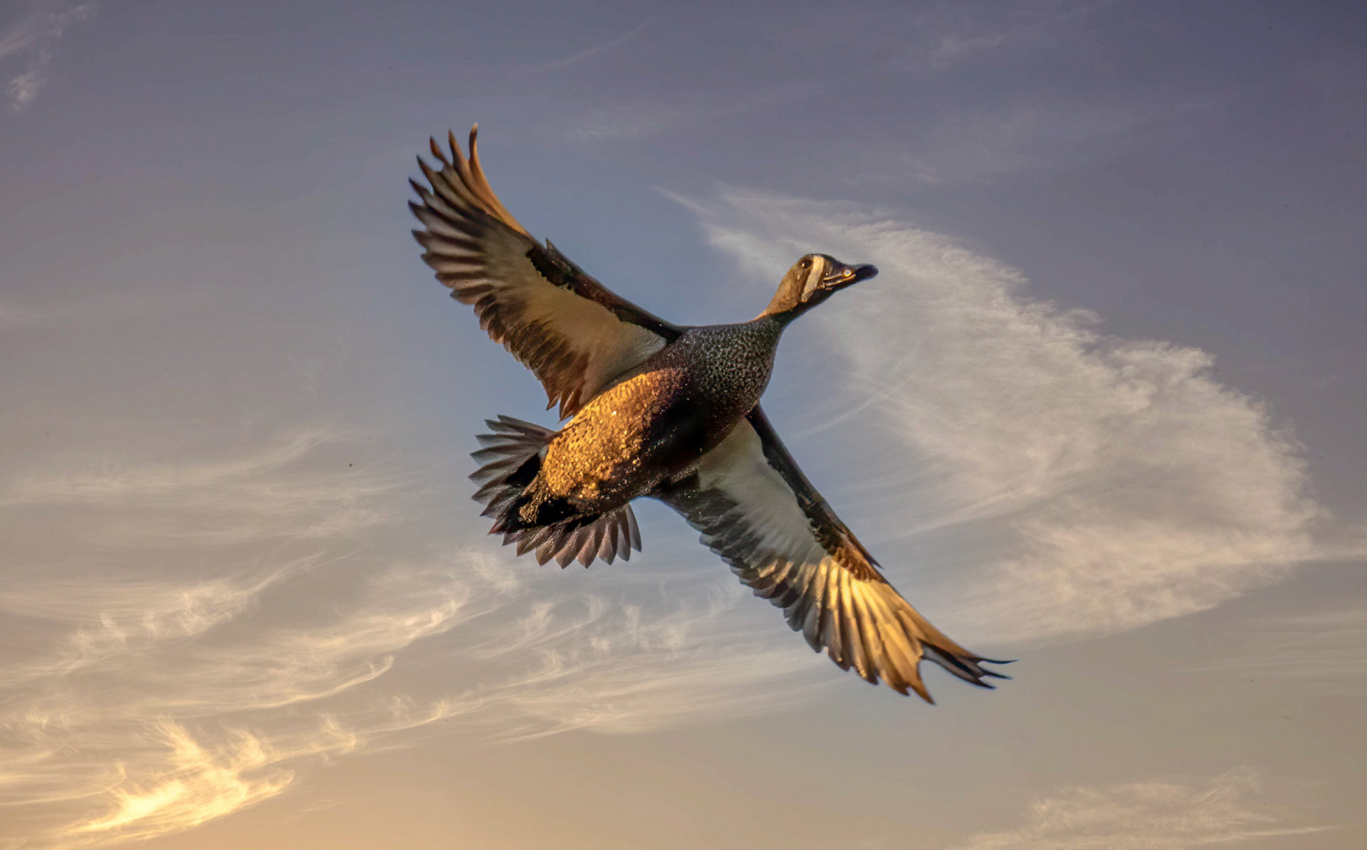 Blue-winged Teal at sunrise