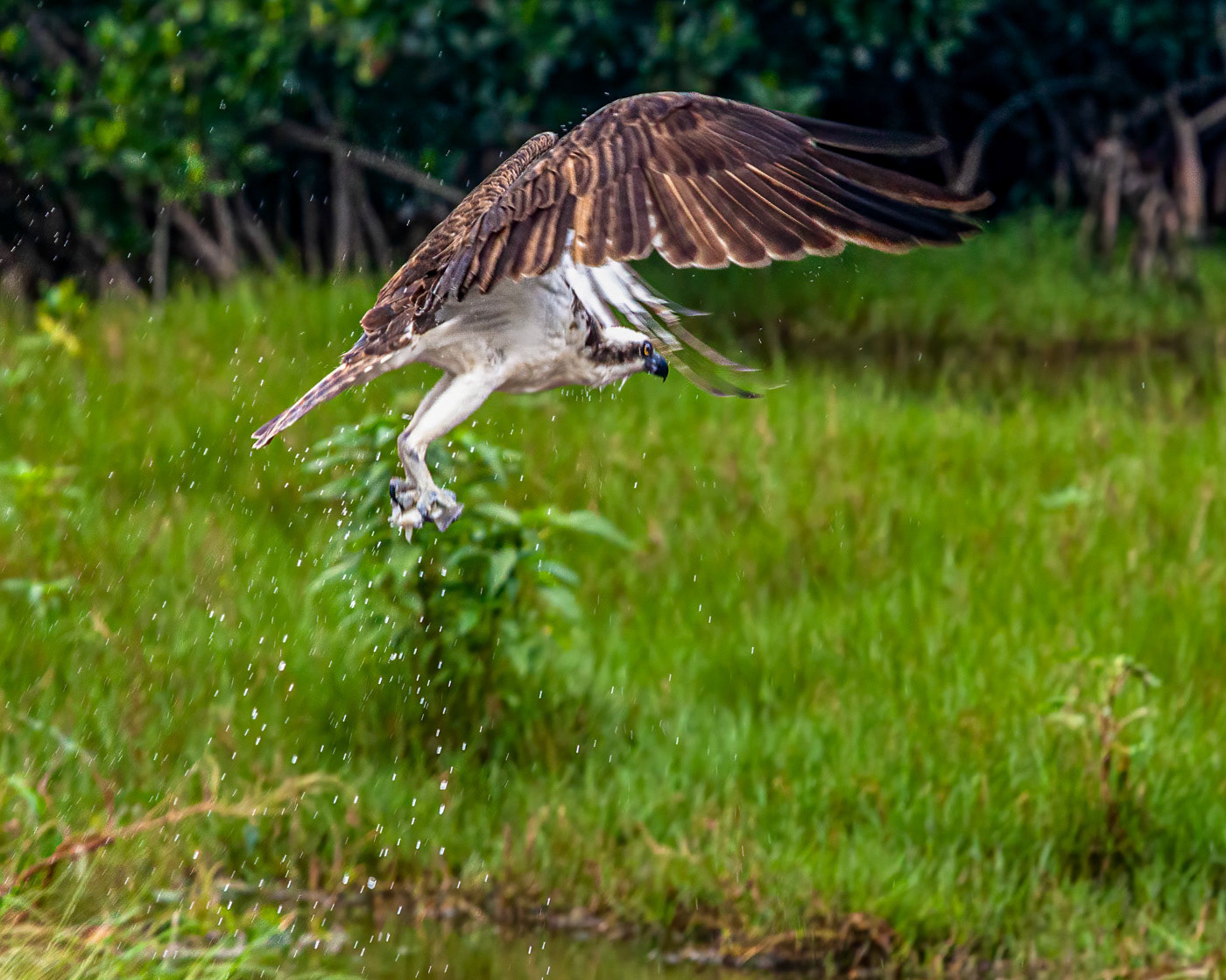 Osprey Fishing Sequence 
