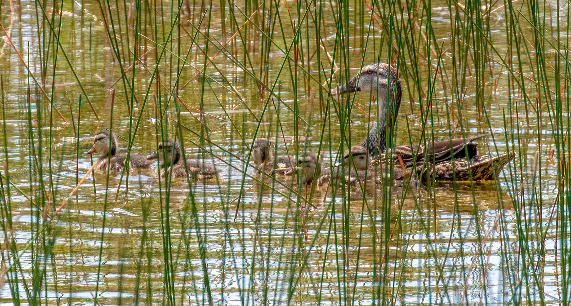 Mallard female & ducklings