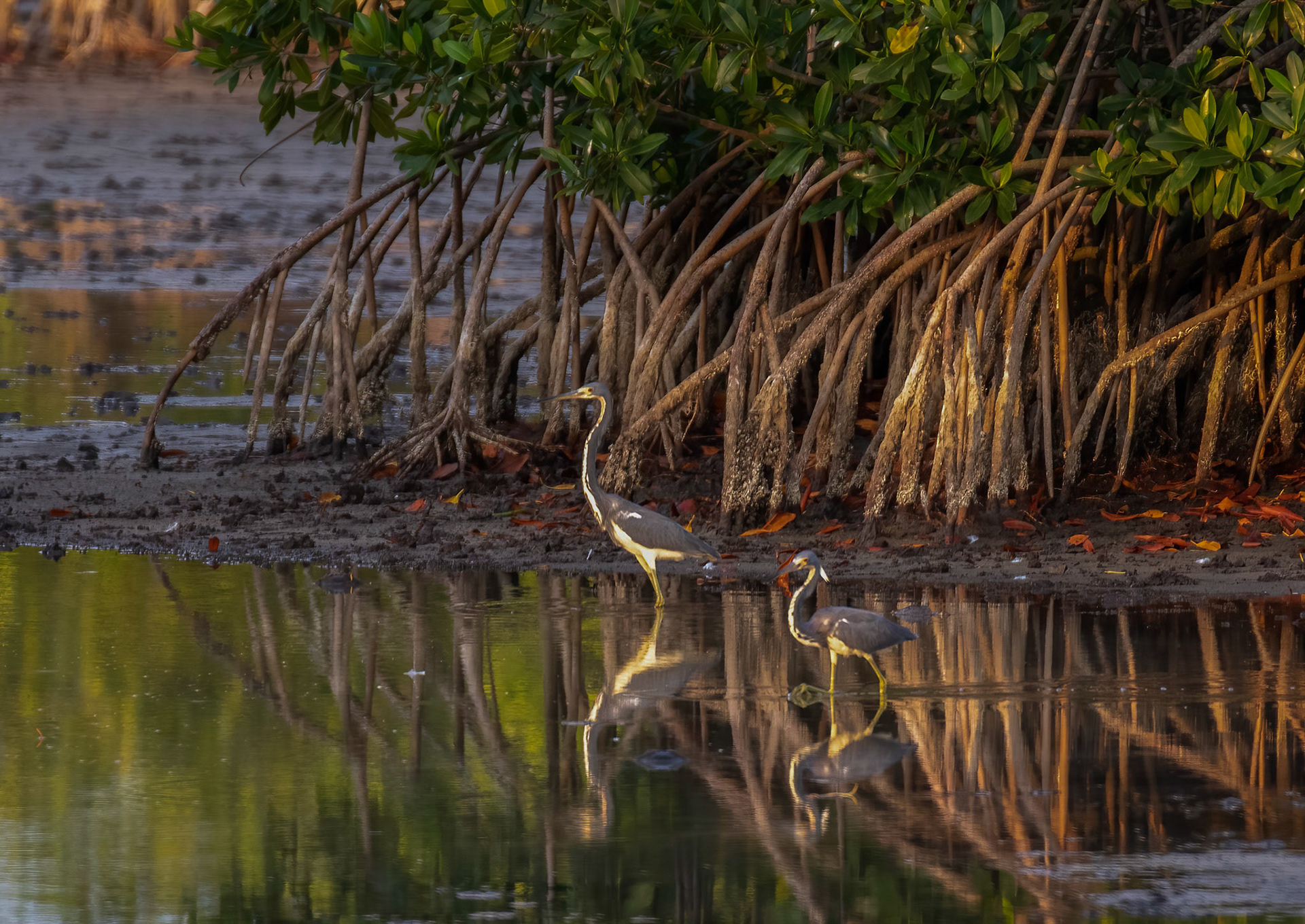Notice the family similarities in the Tricolored Heron & the immature Great Blue Heron in the background