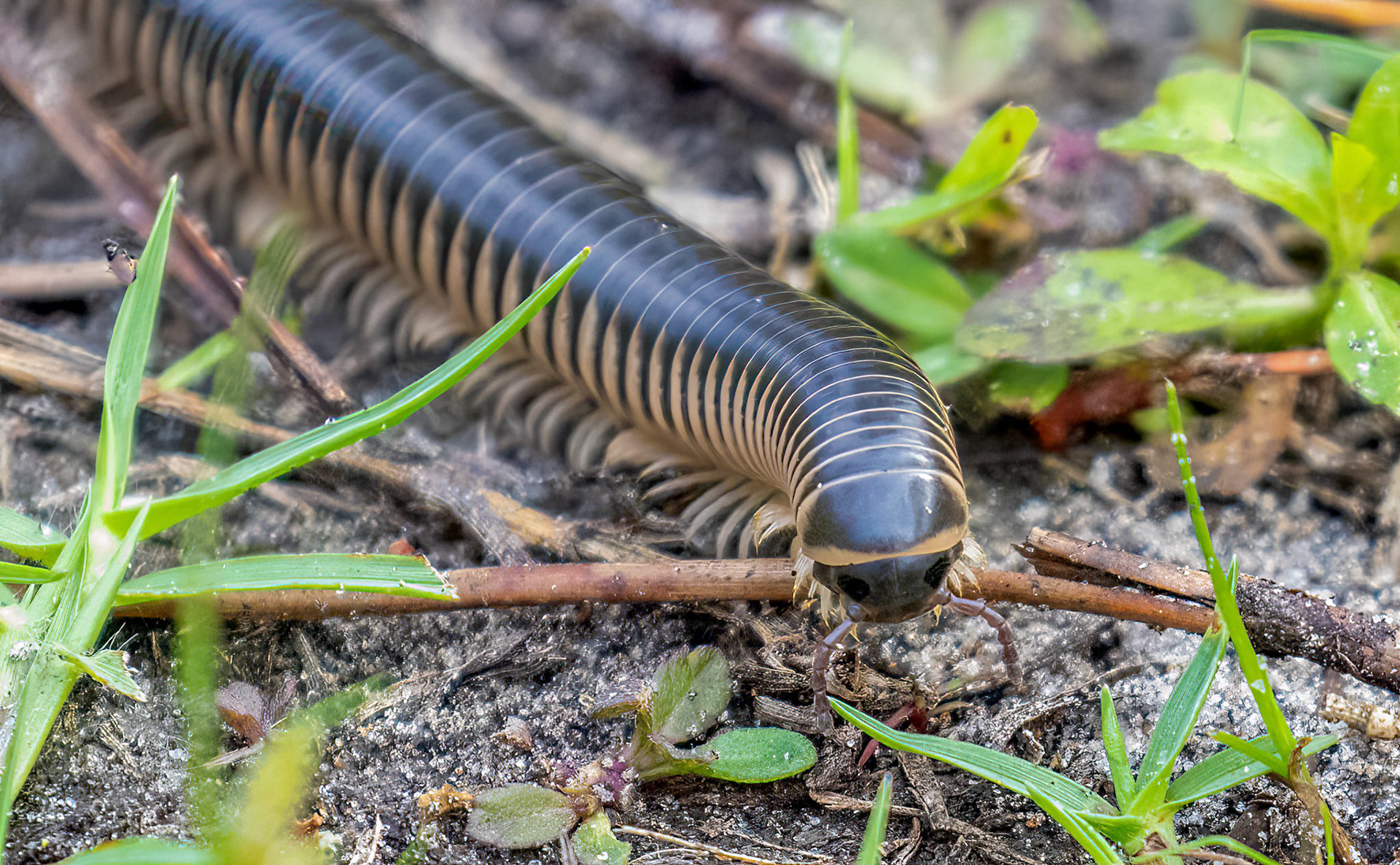Yellow-banded Millipede