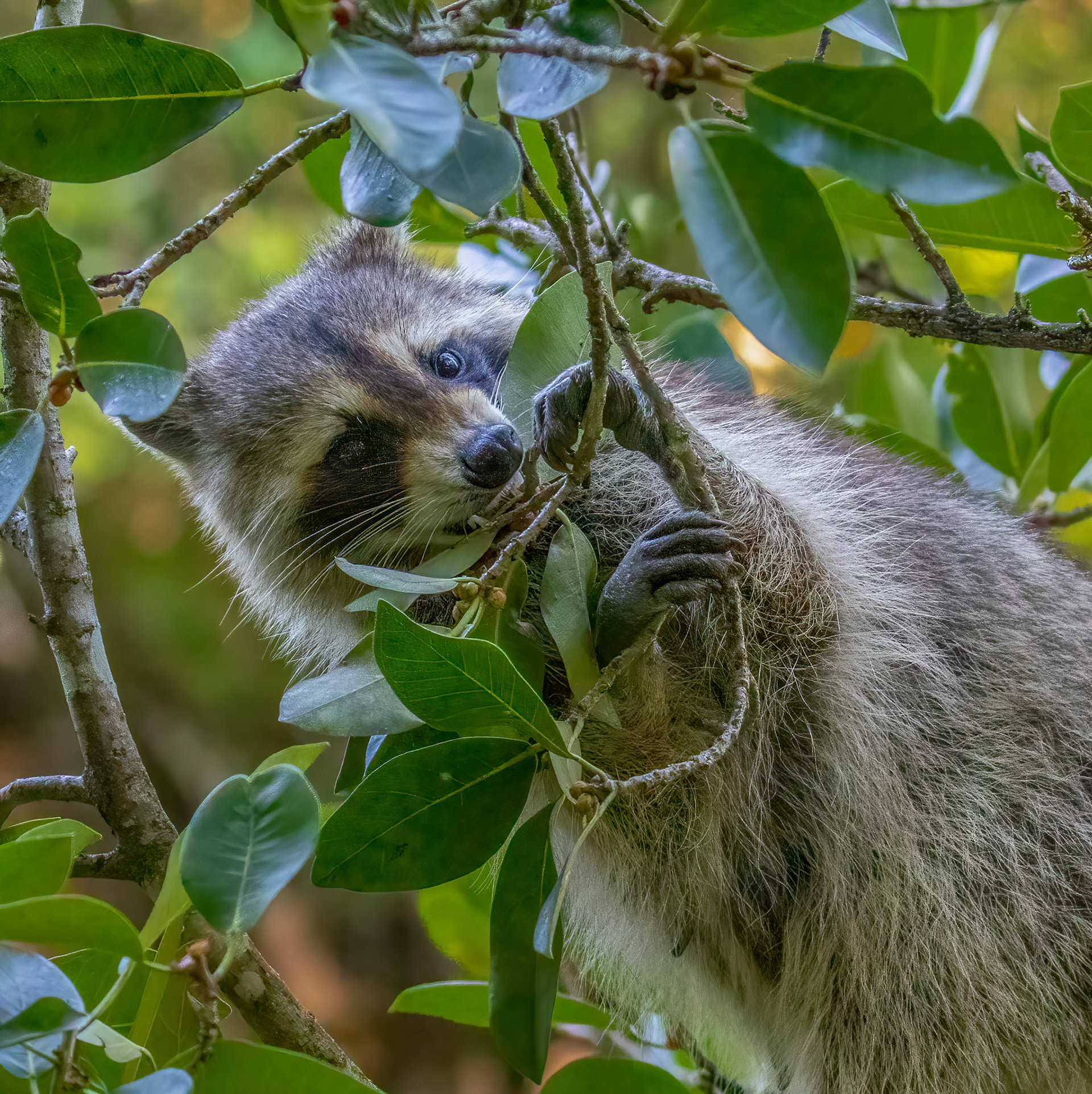 Scavenging for berries