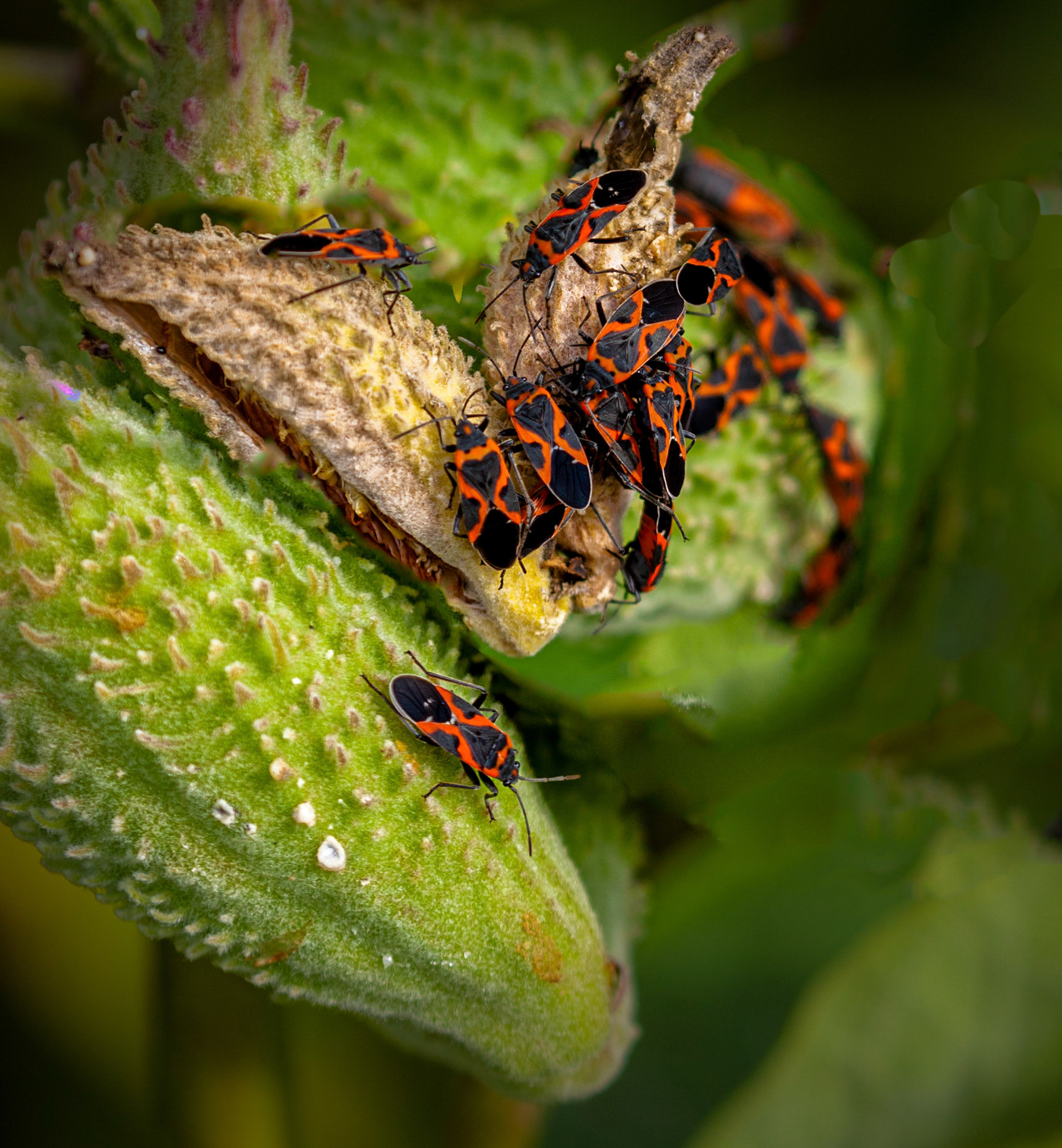 Pandur beetles on Milkweed pods