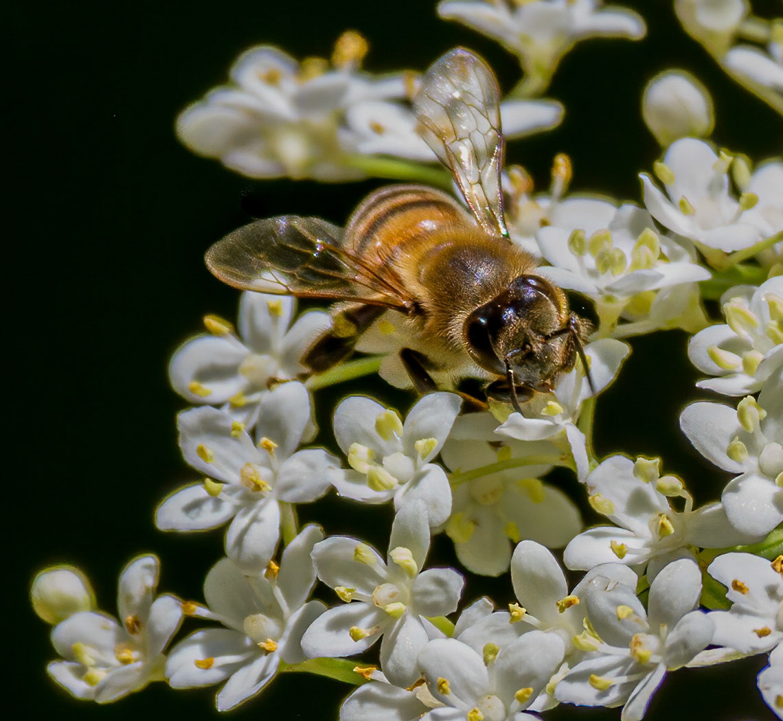 Honeybee on Elder Flowers