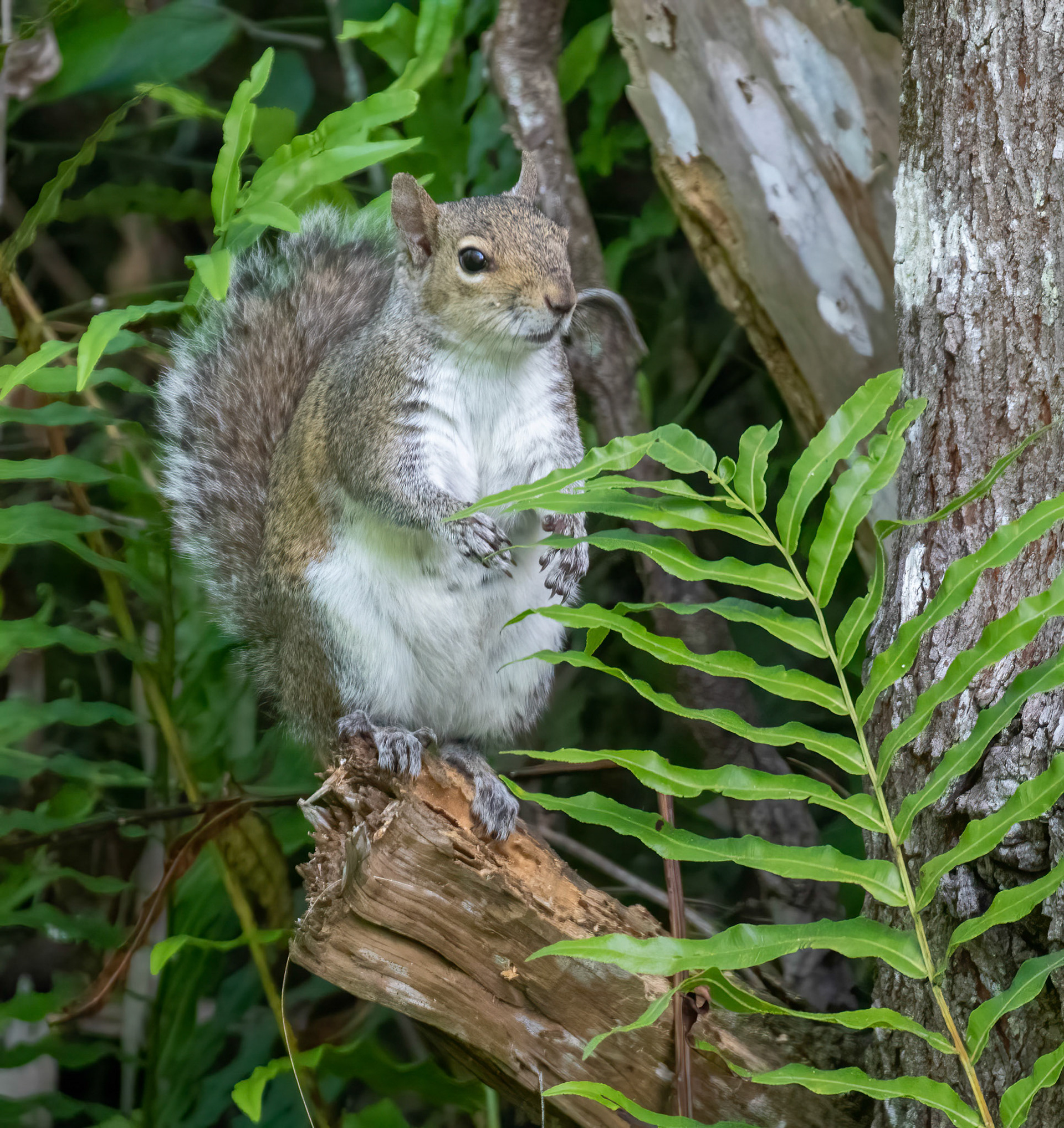Eastern Gray Squirrel
