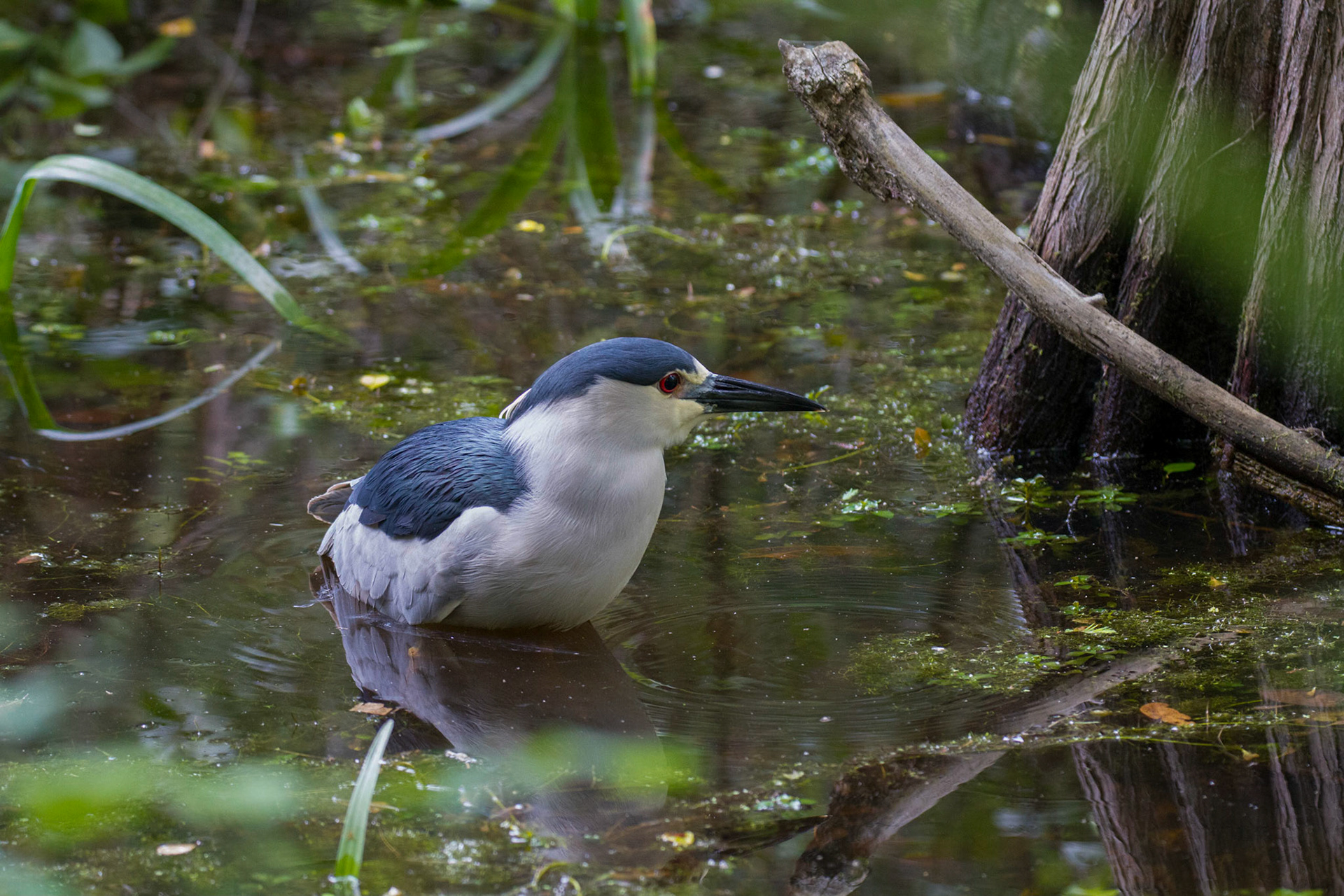 Black-Crowned Night Heron