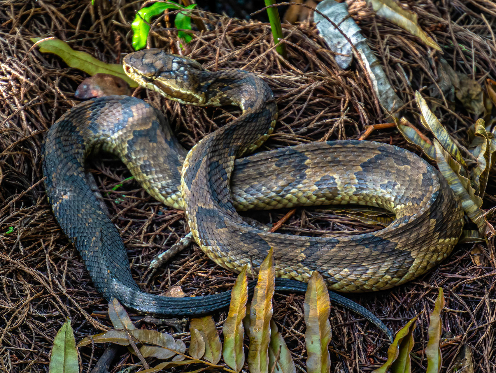 Florida Cottonmouth