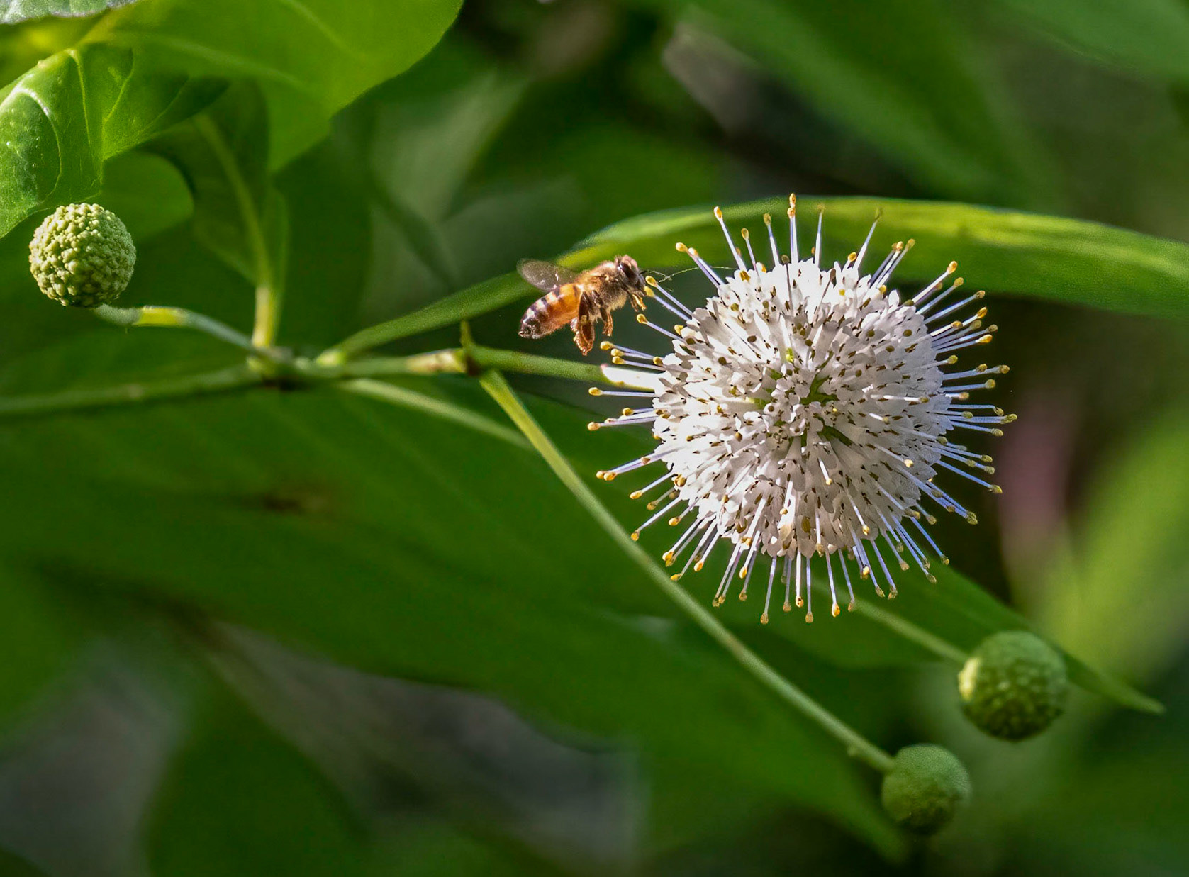 Buttonbush & Honeybee