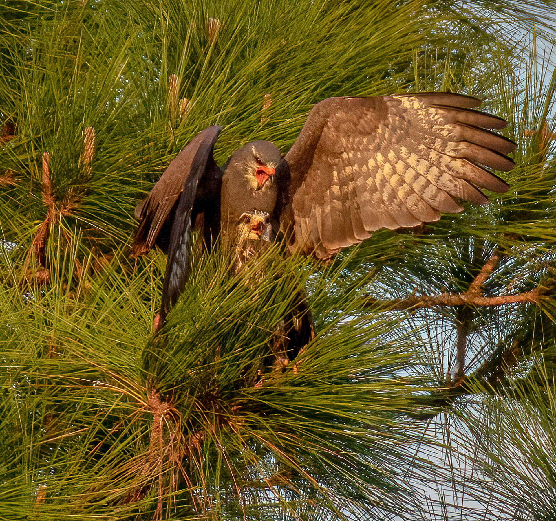 Mating Pair