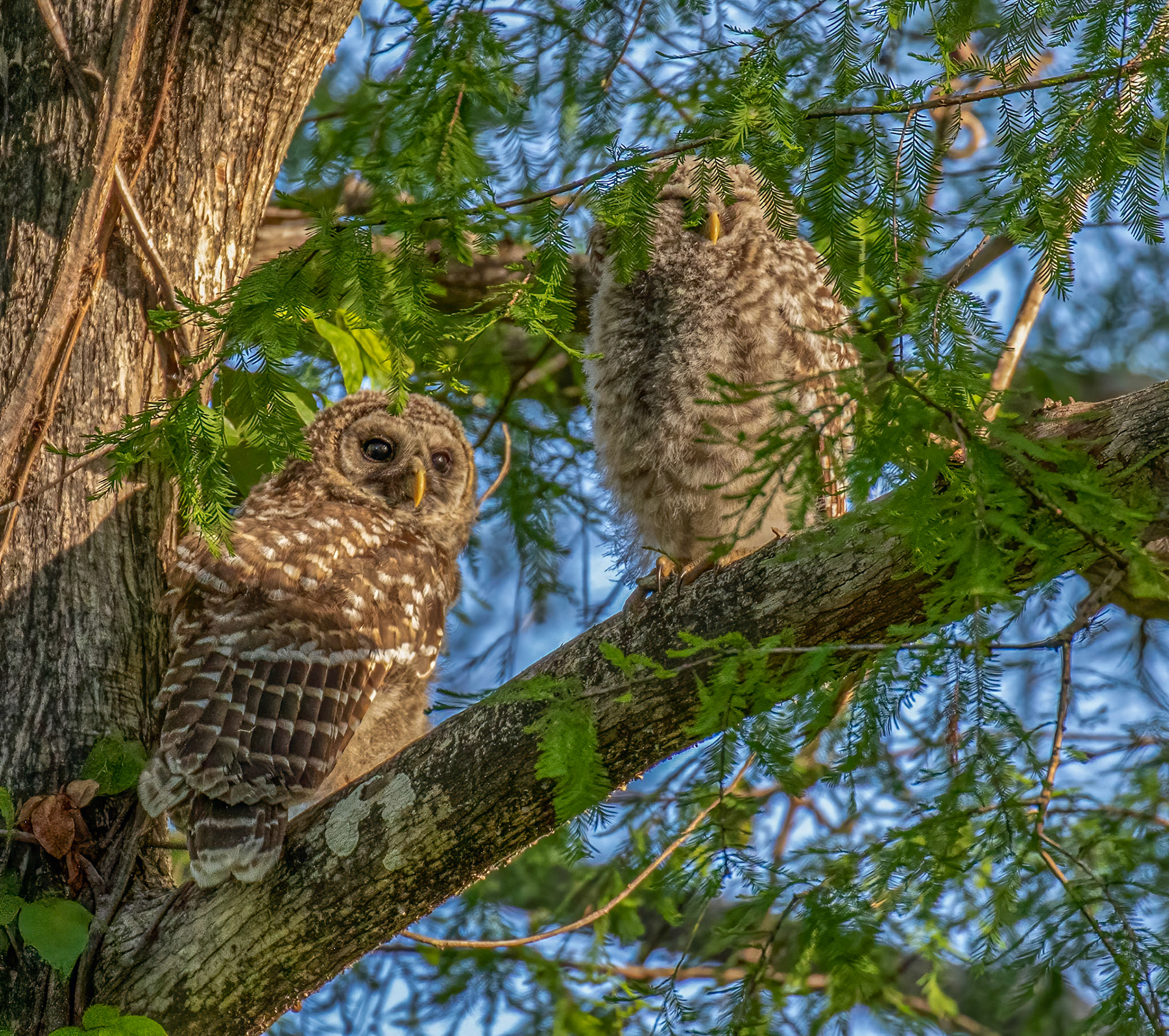 Fledged Owlets
