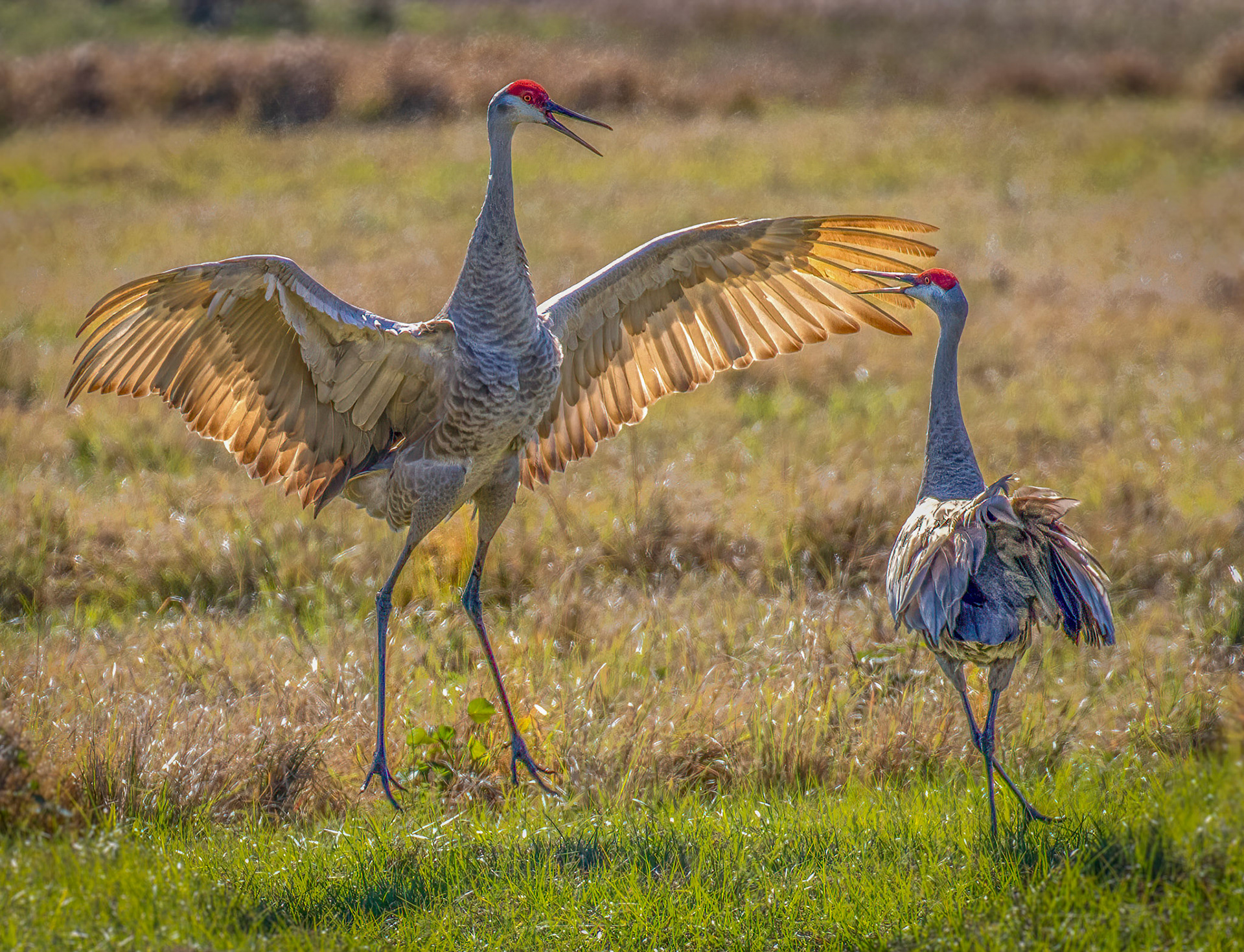 Sandhill Cranes are known for their dancing skills. 