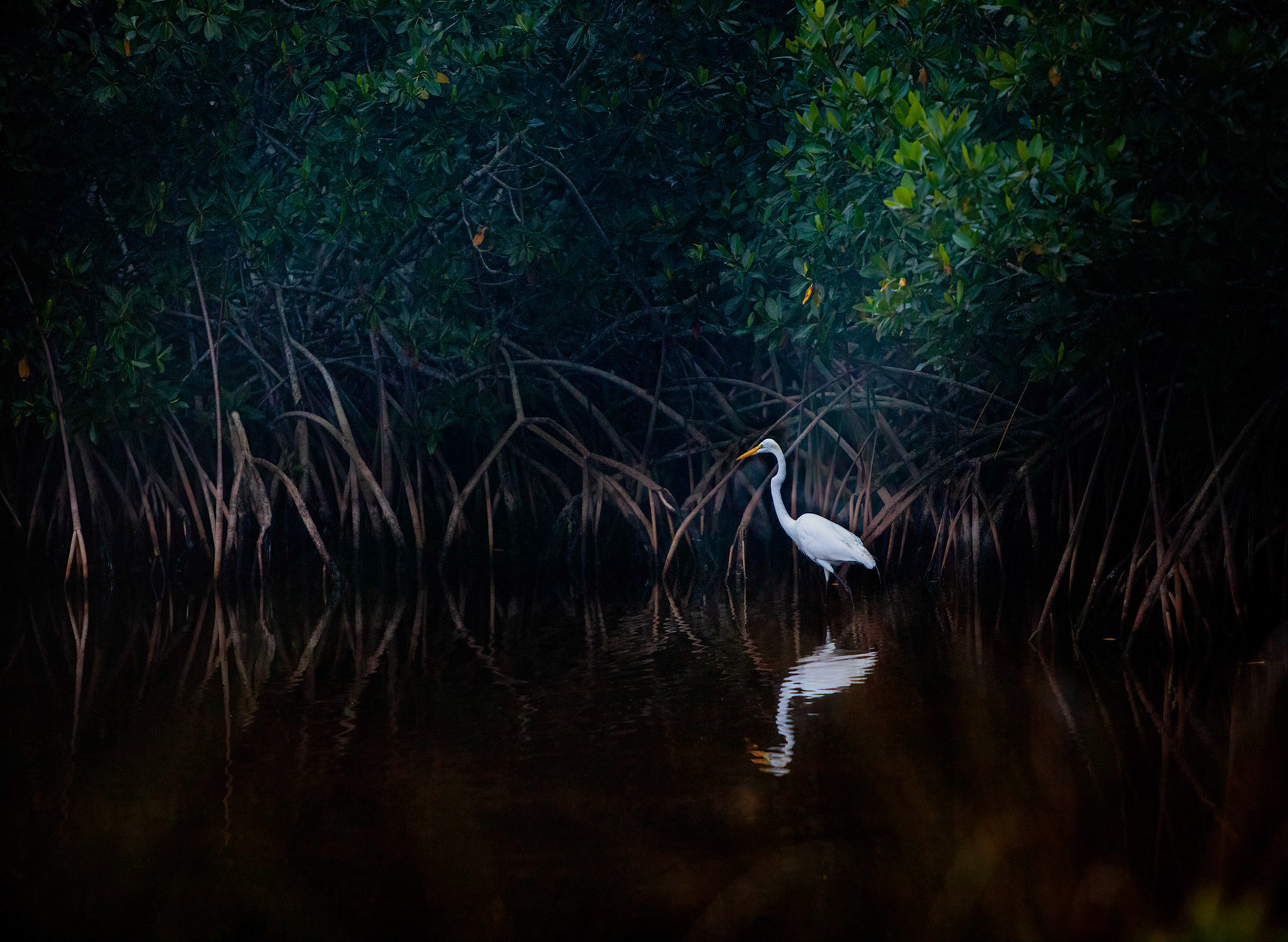 Great Egret