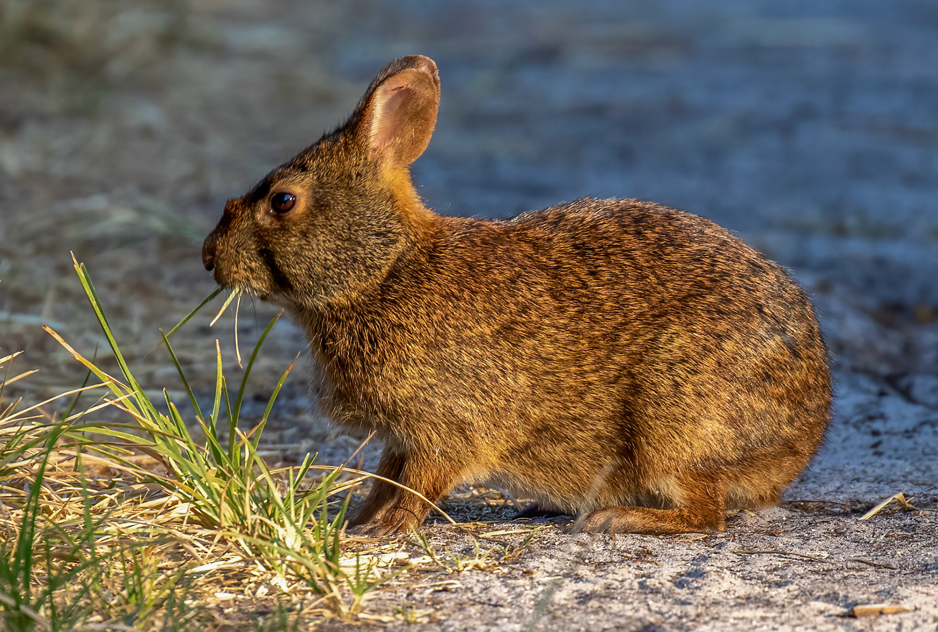 Marsh Rabbit