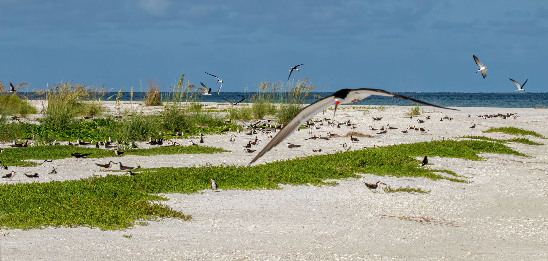 Secluded beach nesting site