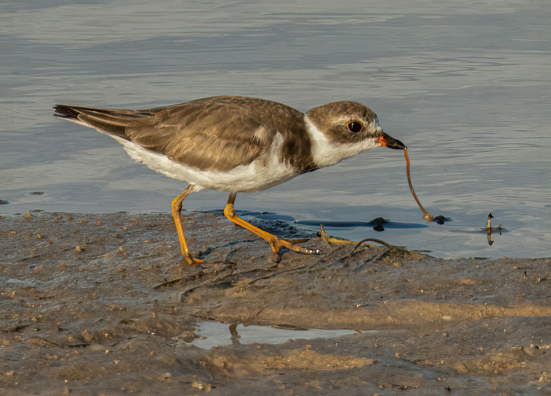 Semipalmated Plover eating a marine worm