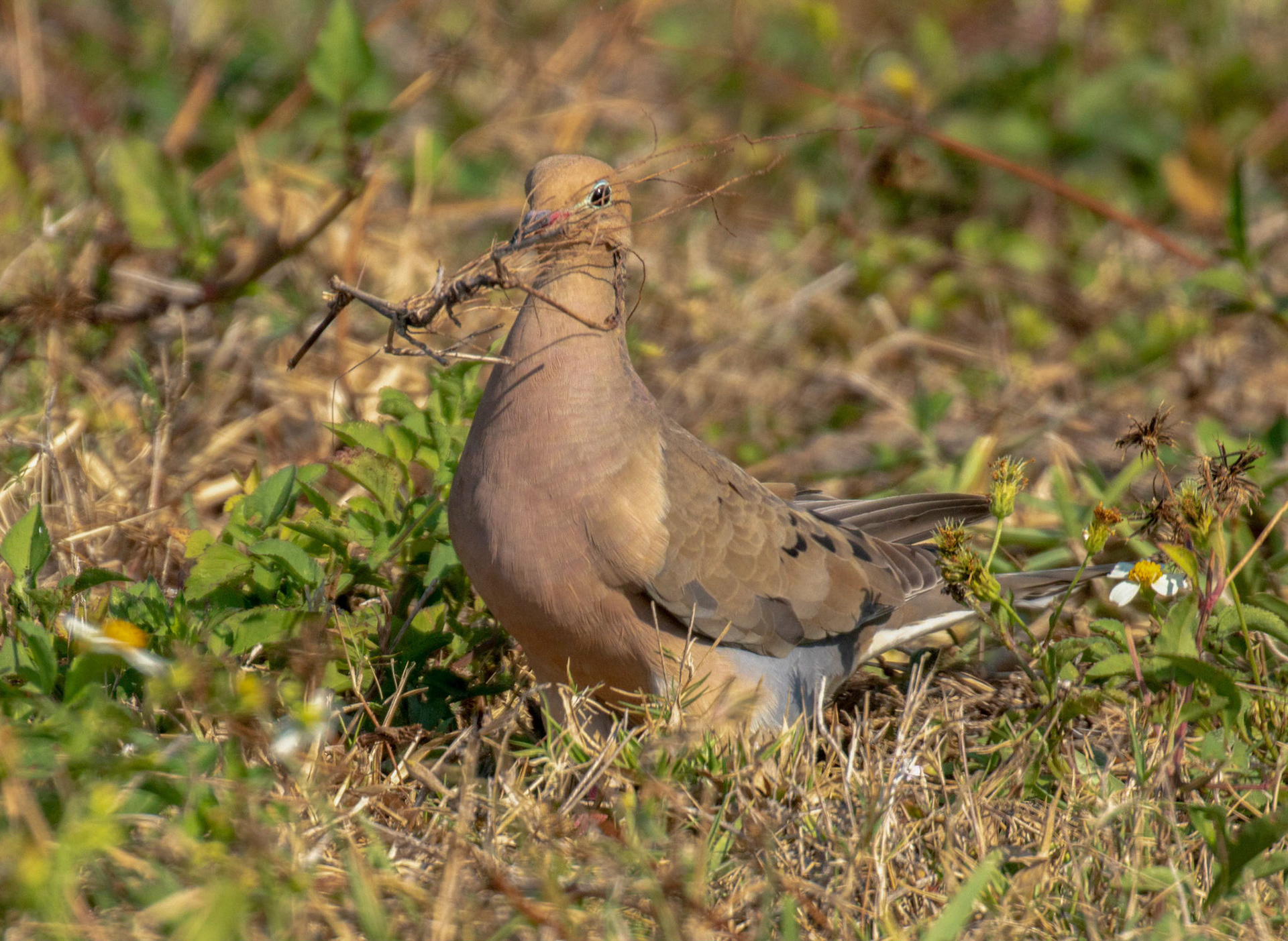 Mourning Dove - Nest Building