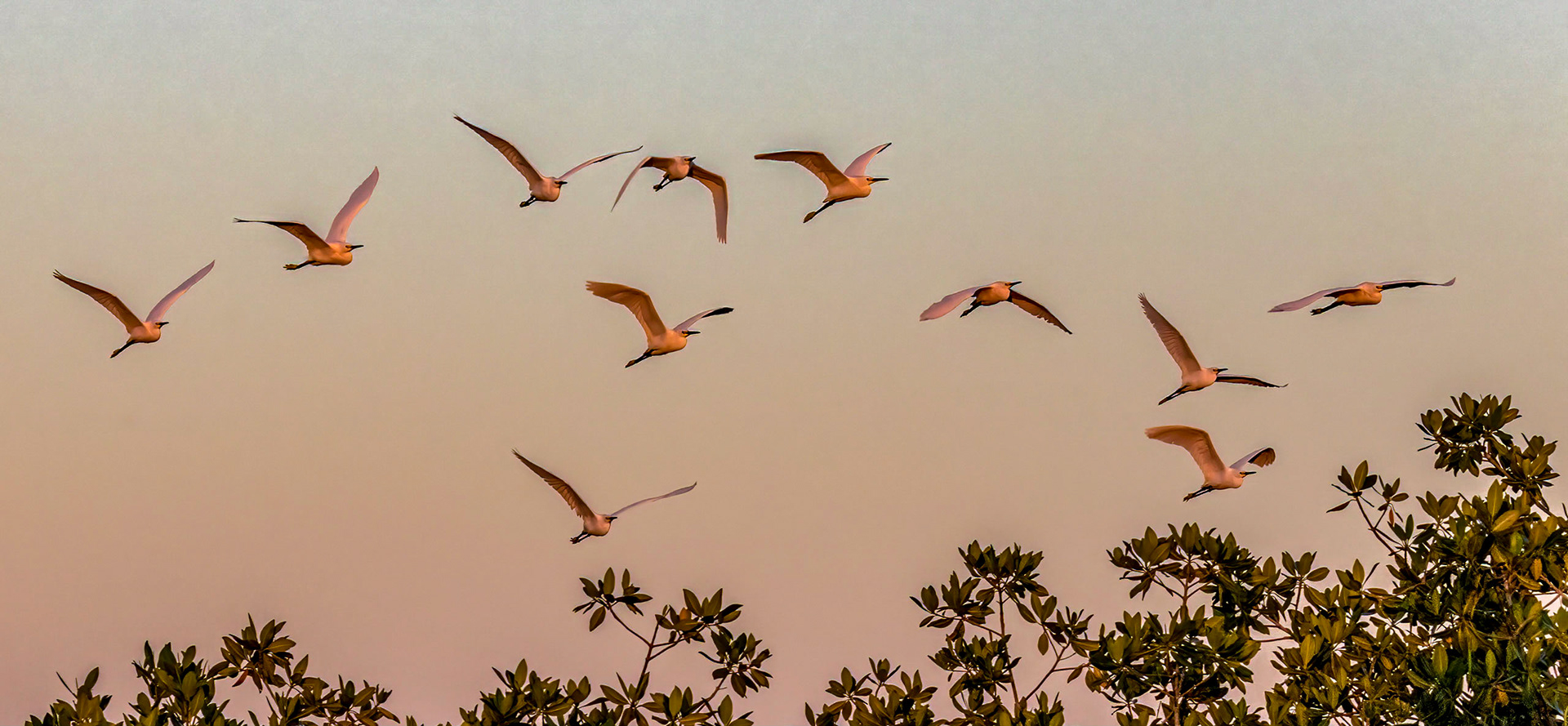 Snowy Egrets flying into roost at sunset