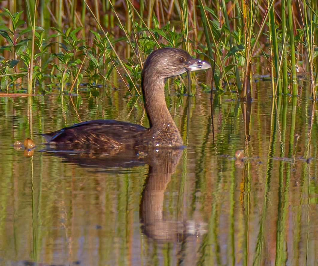 Pied-billed Grebe