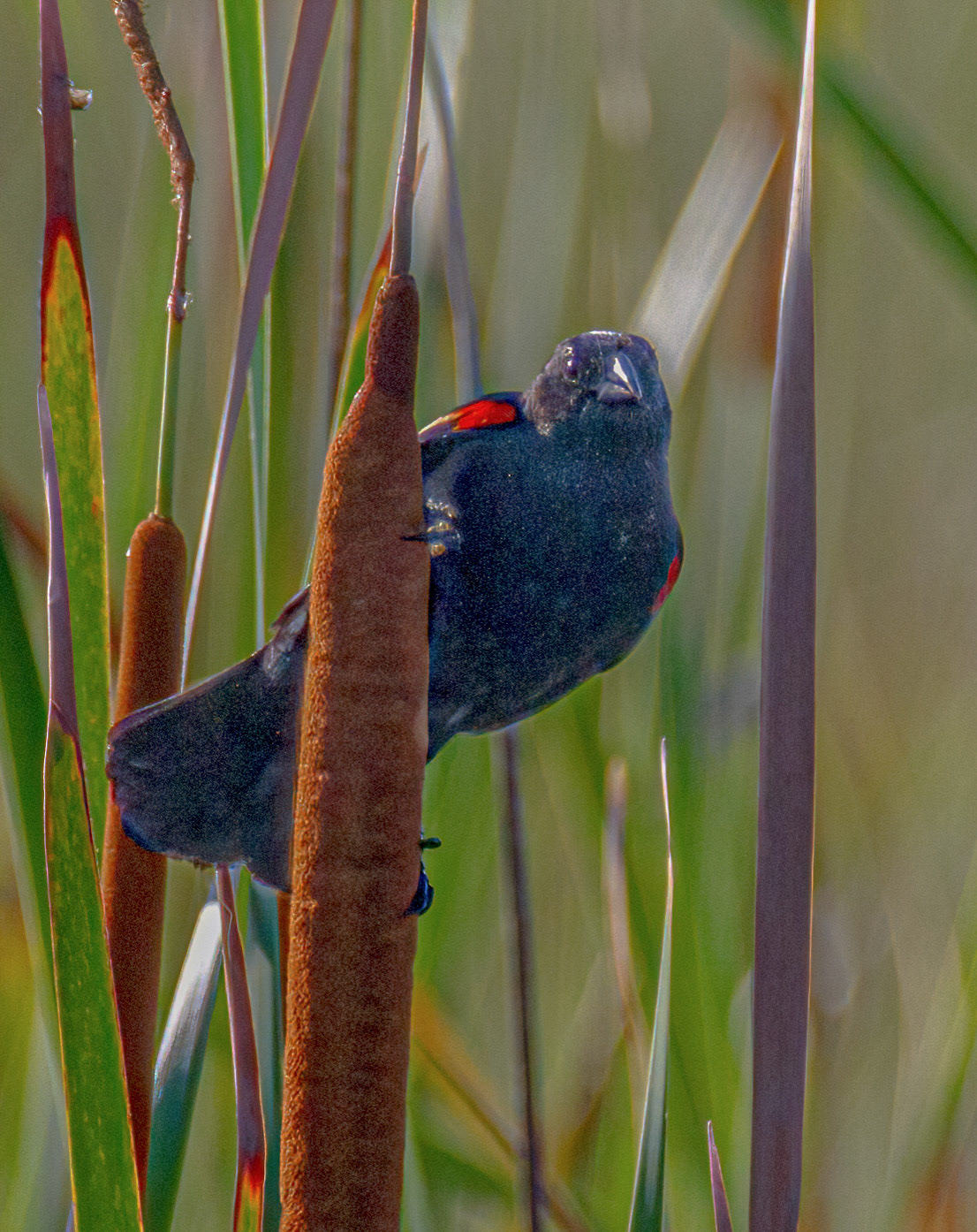 Red-winged Blackbird