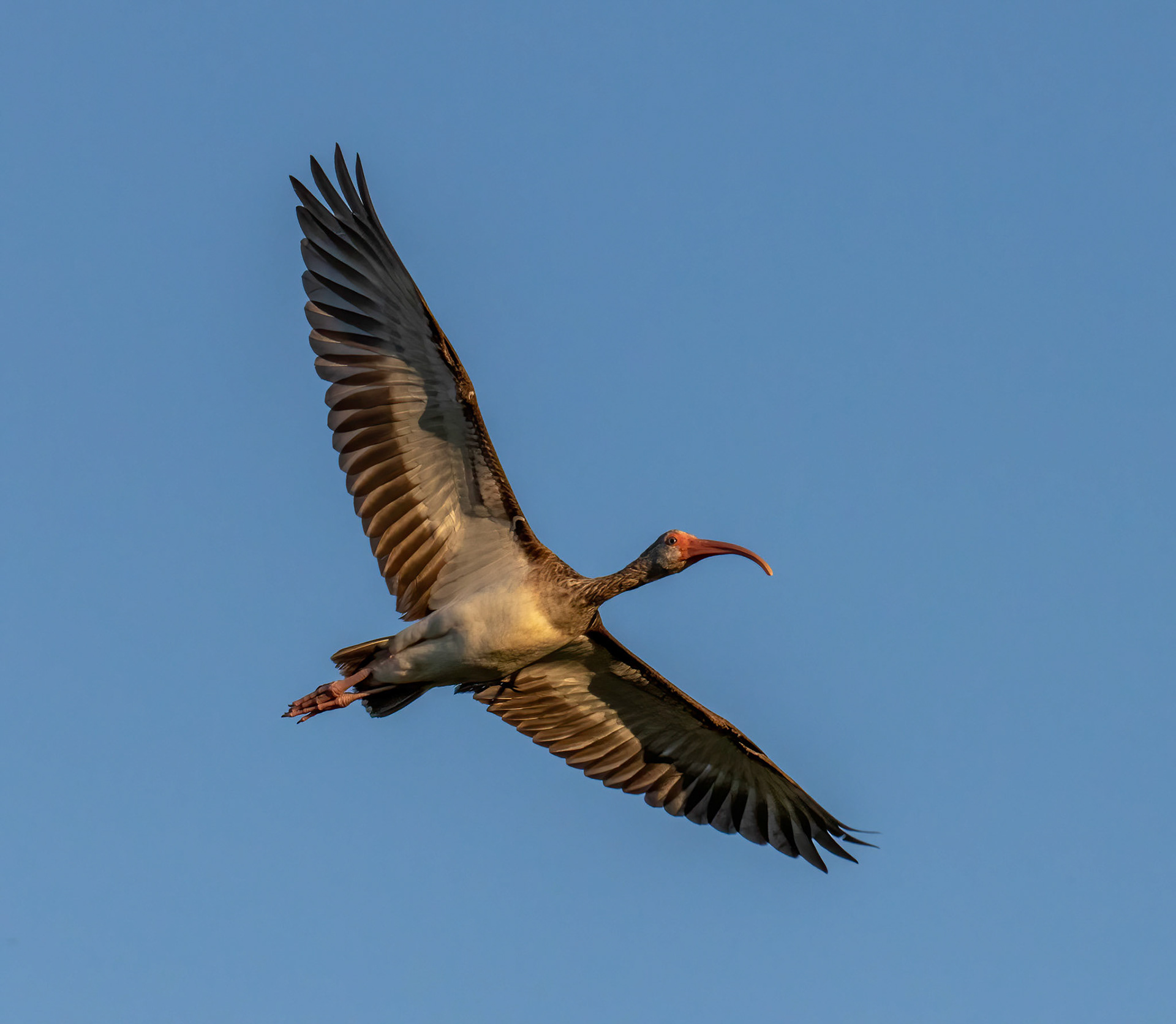 White Ibis - juvenile