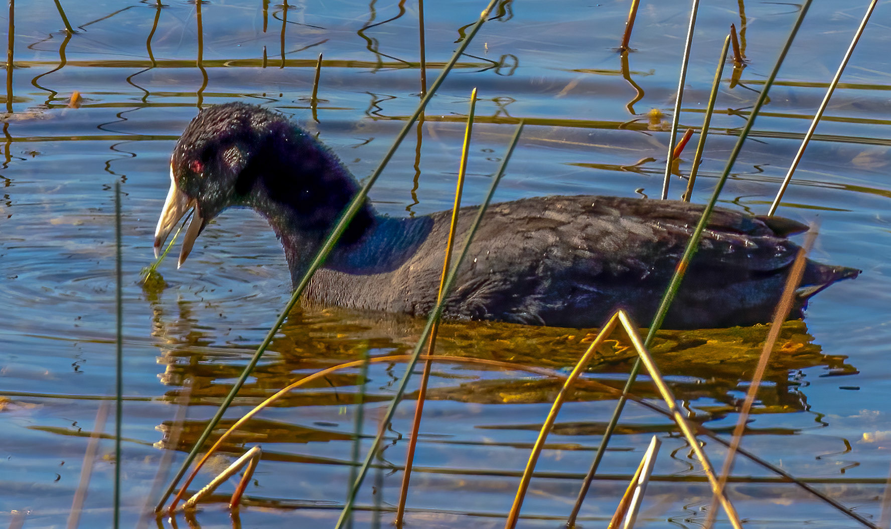 American Coot