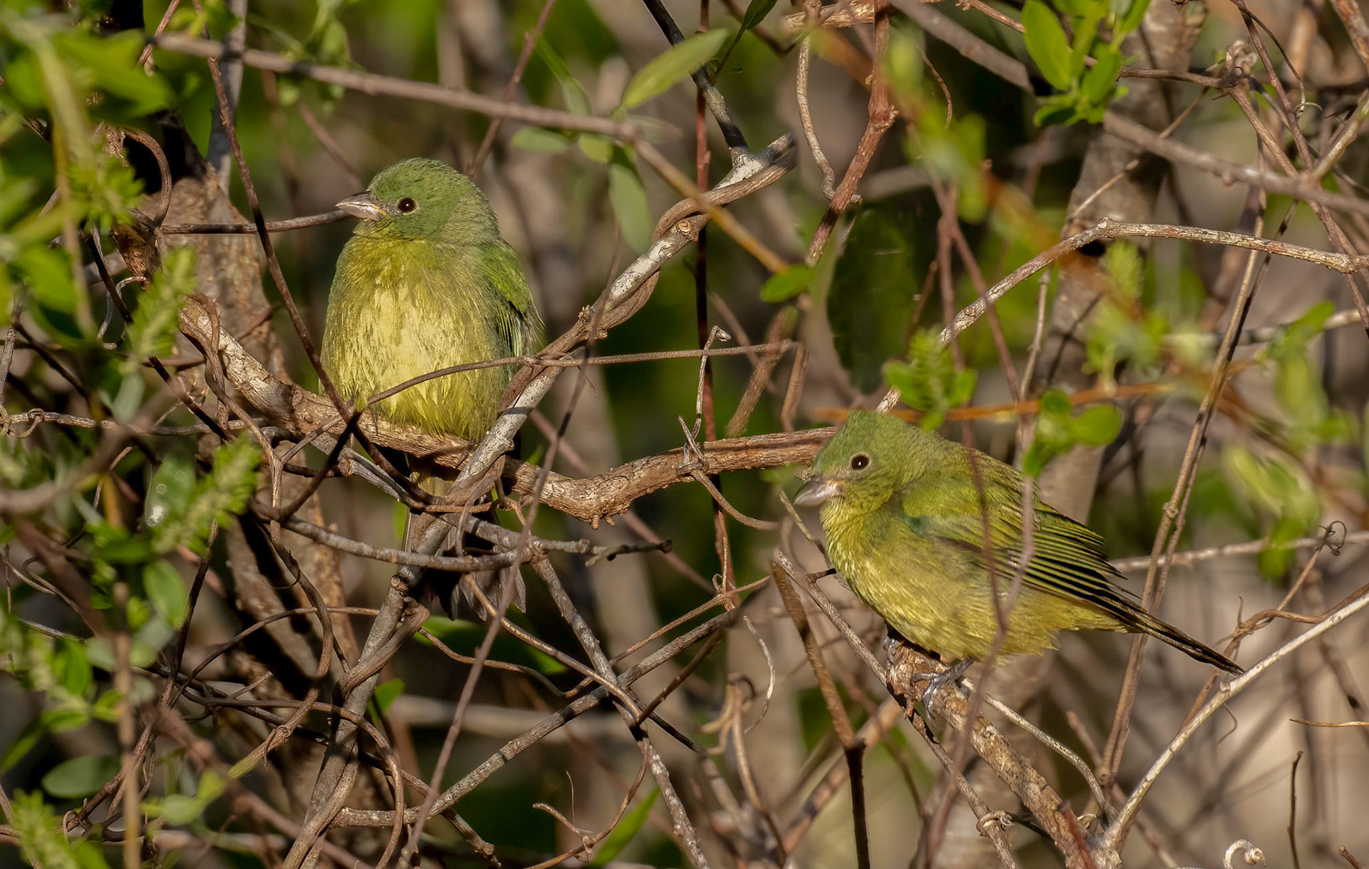 Painted Buntings - It is hard to distinguish between females & immature males during their first year 
