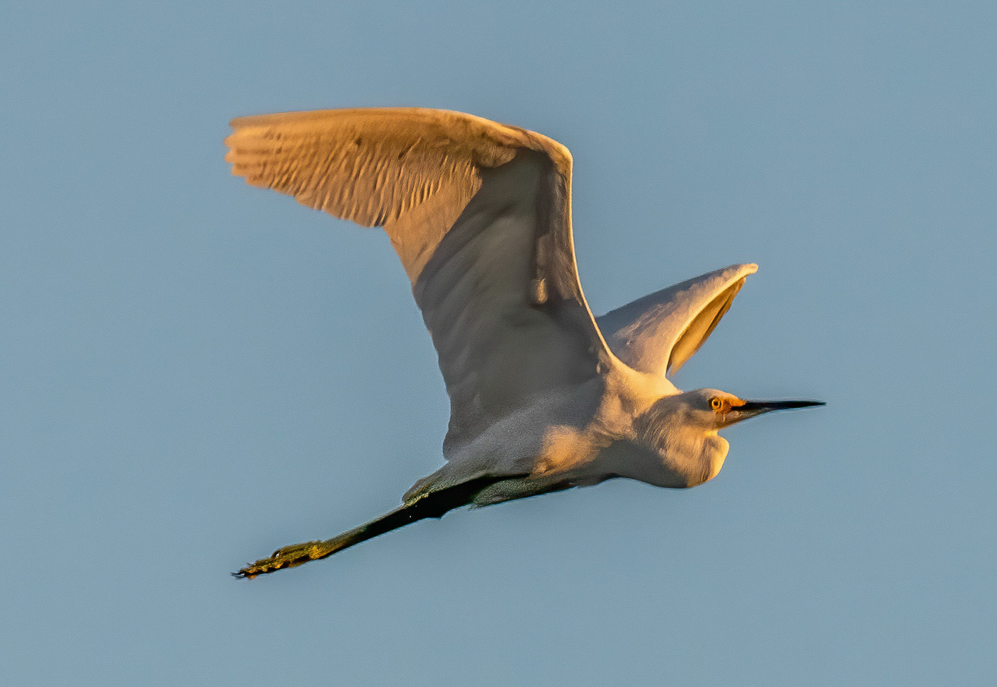 Snowy Egrets flying into roost at sunset