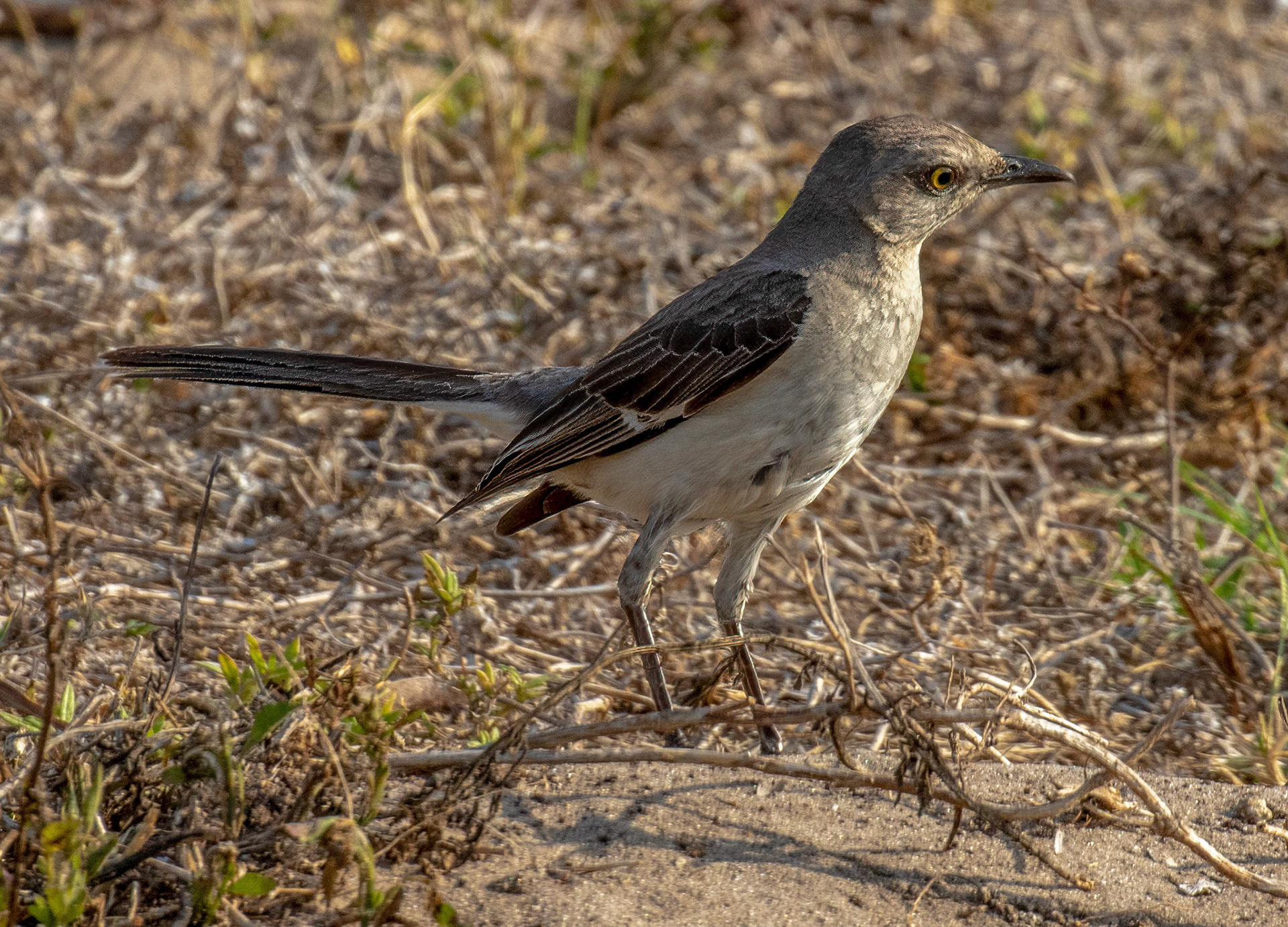 Northern Mockingbird