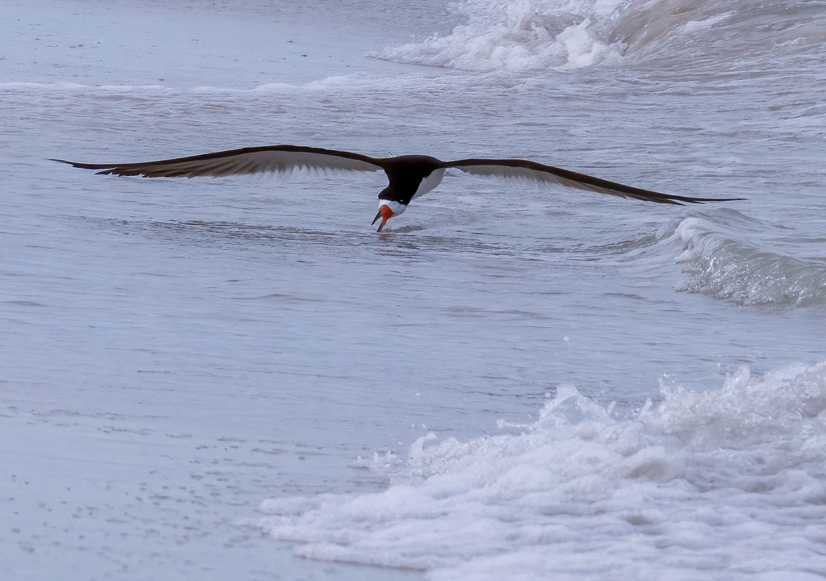 Skimmers prefer feeding on calm shorelines or open lagoons