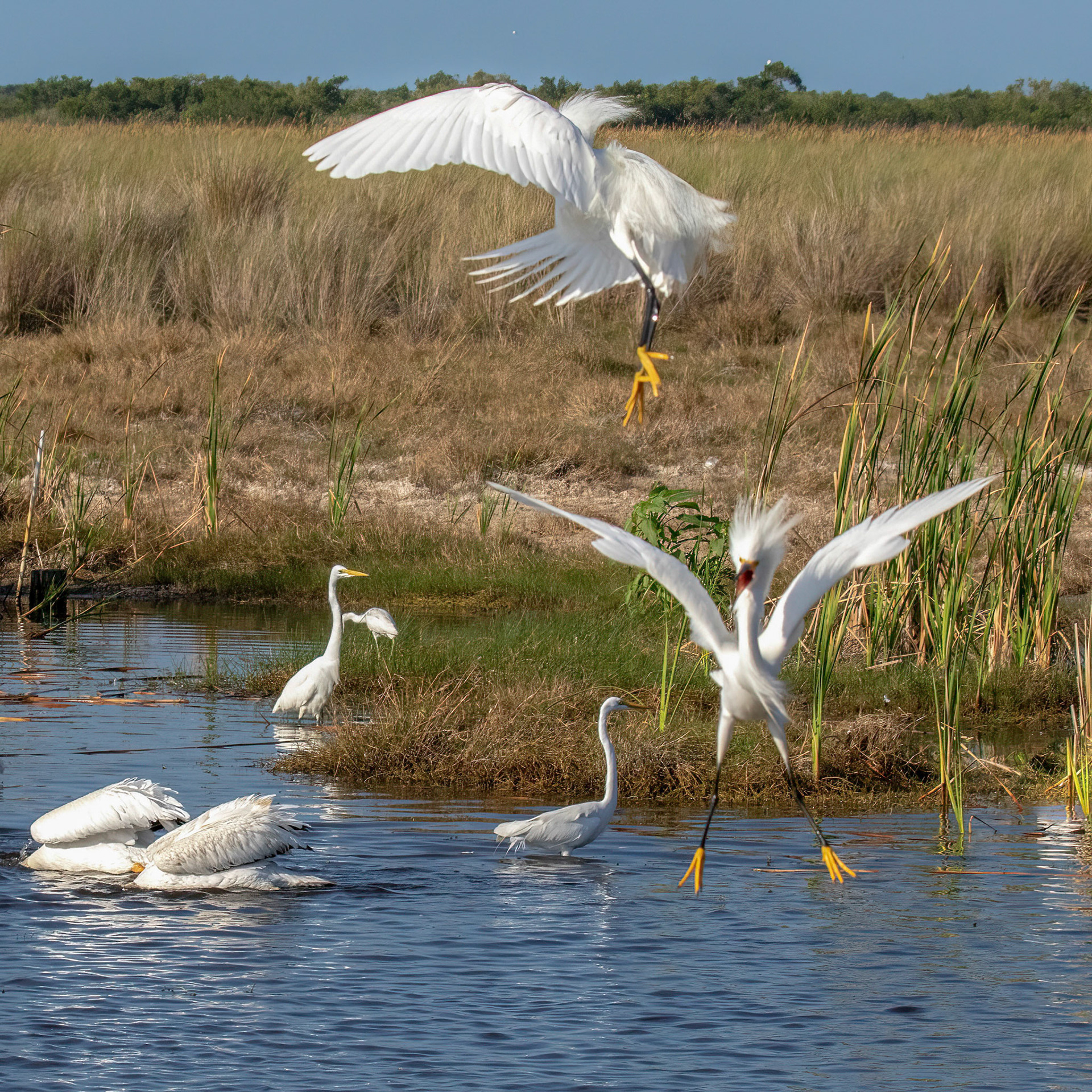 Snowy Egret Conflict