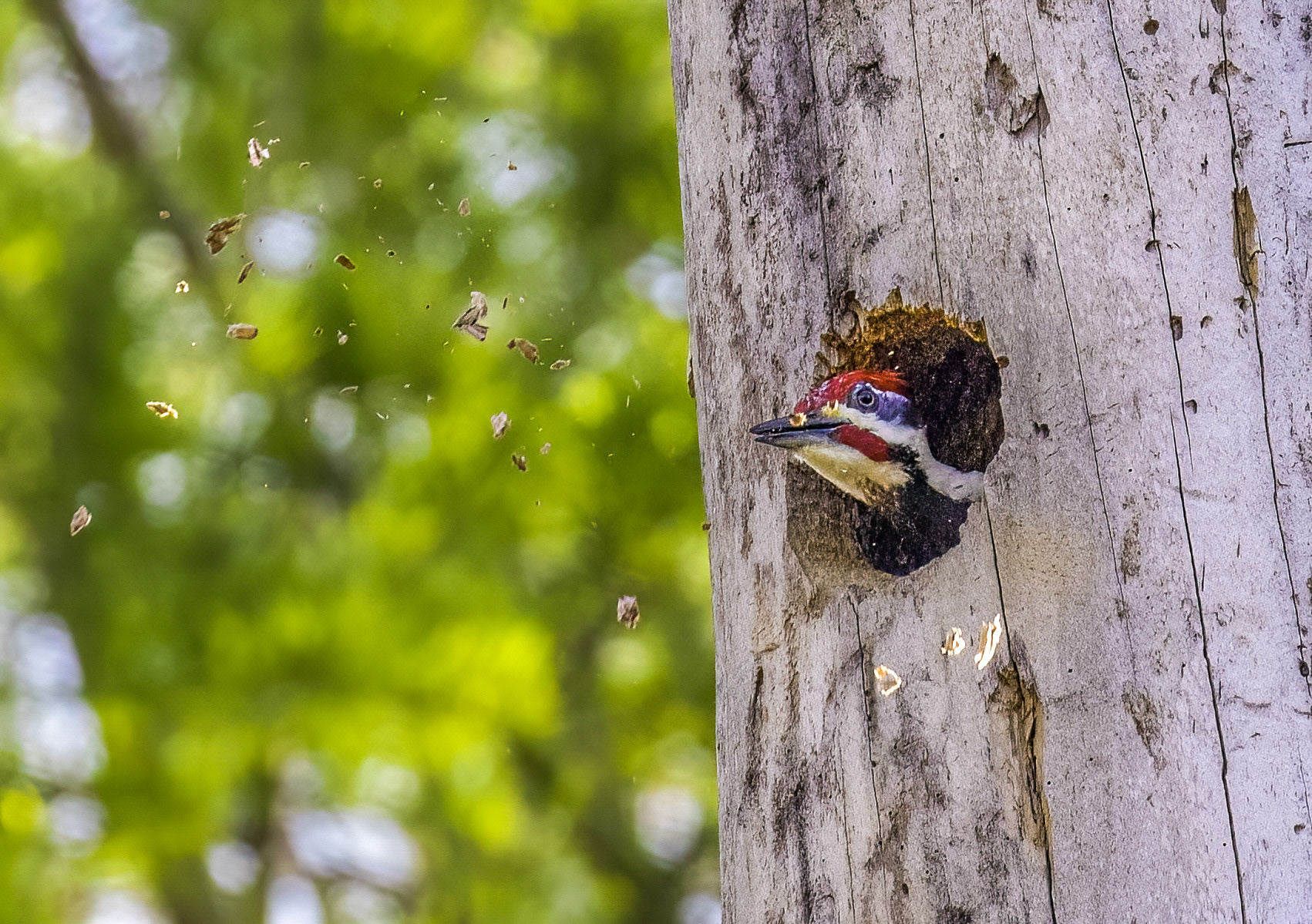 Pileated Woodpecker nest building sequence