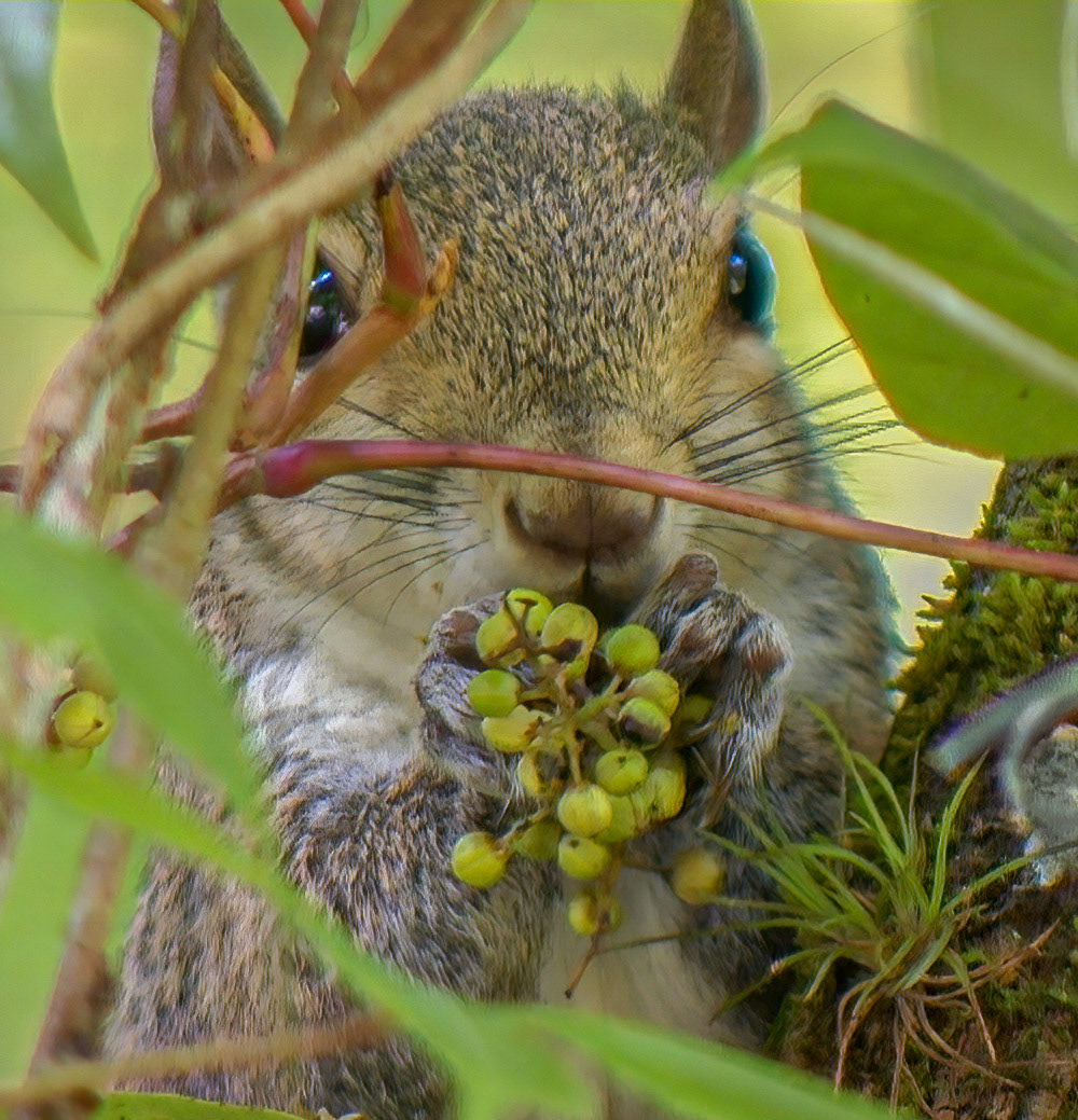 Eastern Gray Squirrel
