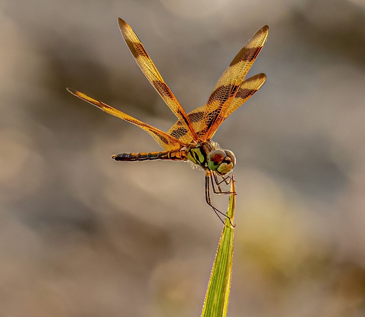 Halloween Pennant Dragonfly