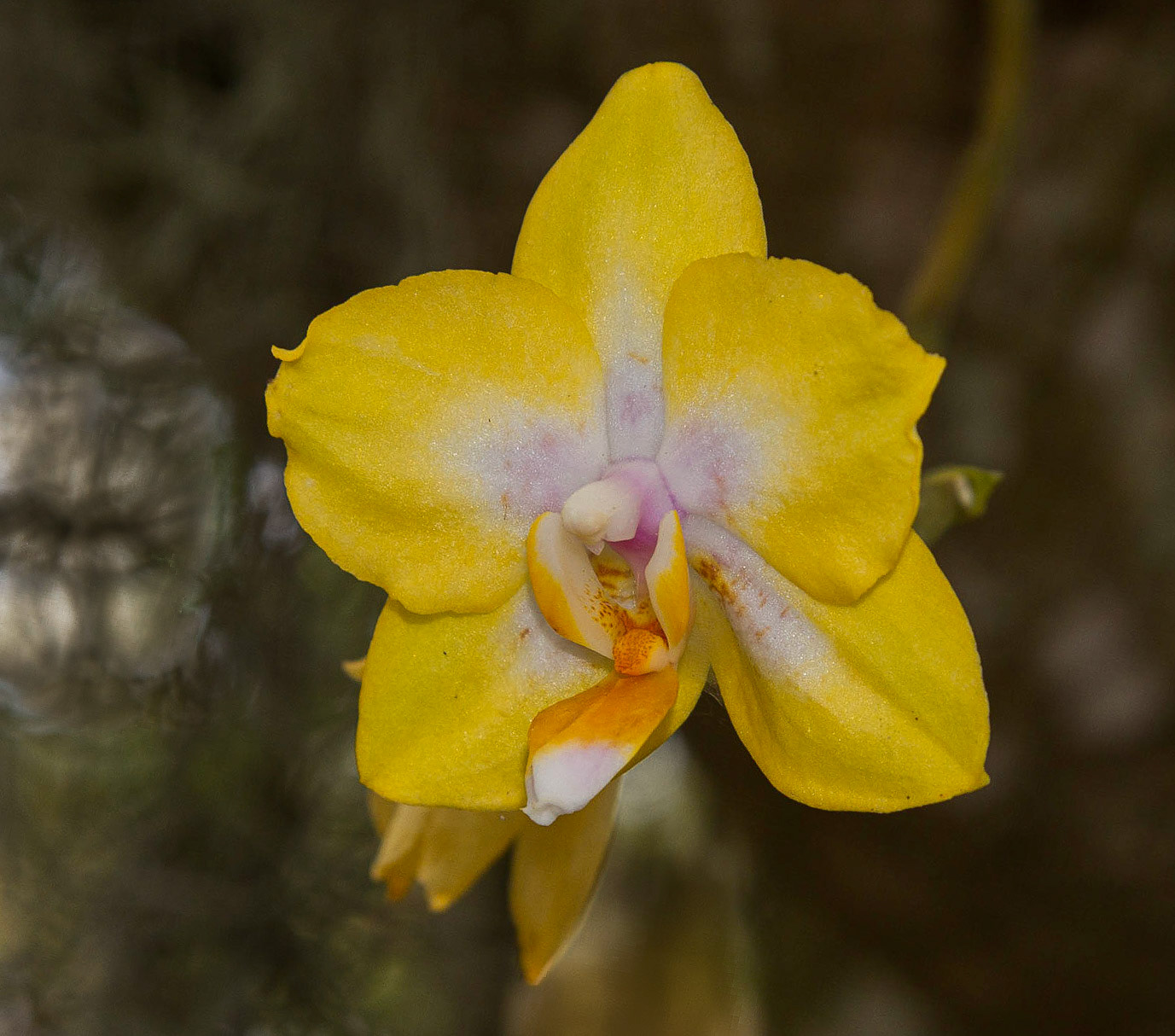 Everglade Yellow Orchid