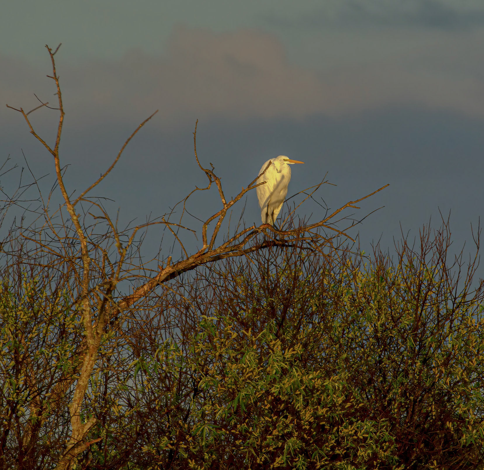 Great Egret