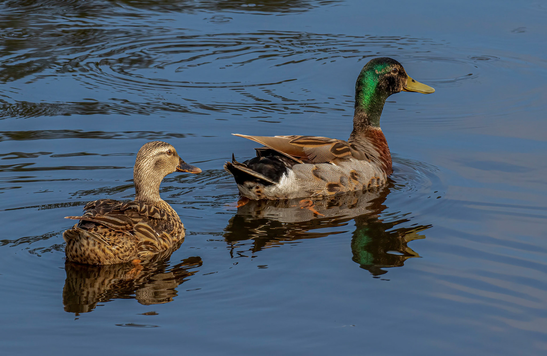 Mallard mating pair - the male has a green head