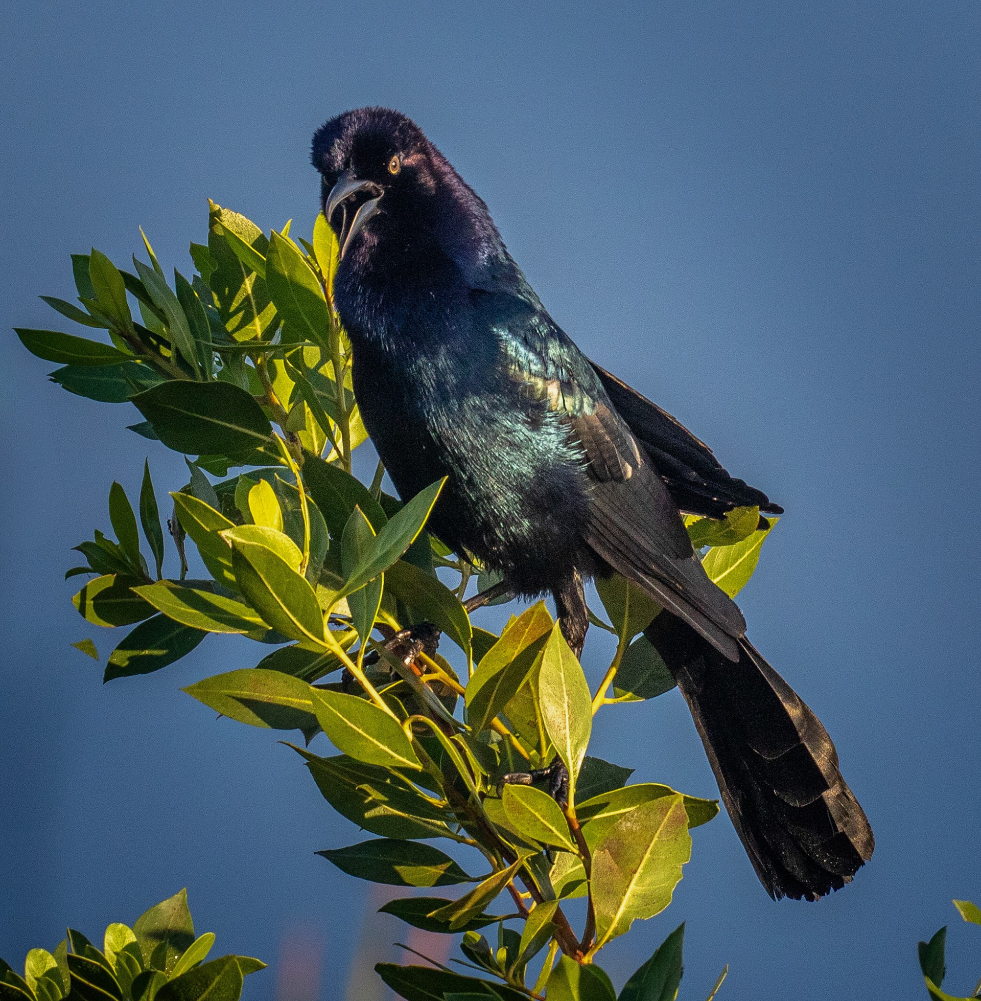 Great-tailed Grackle - Male