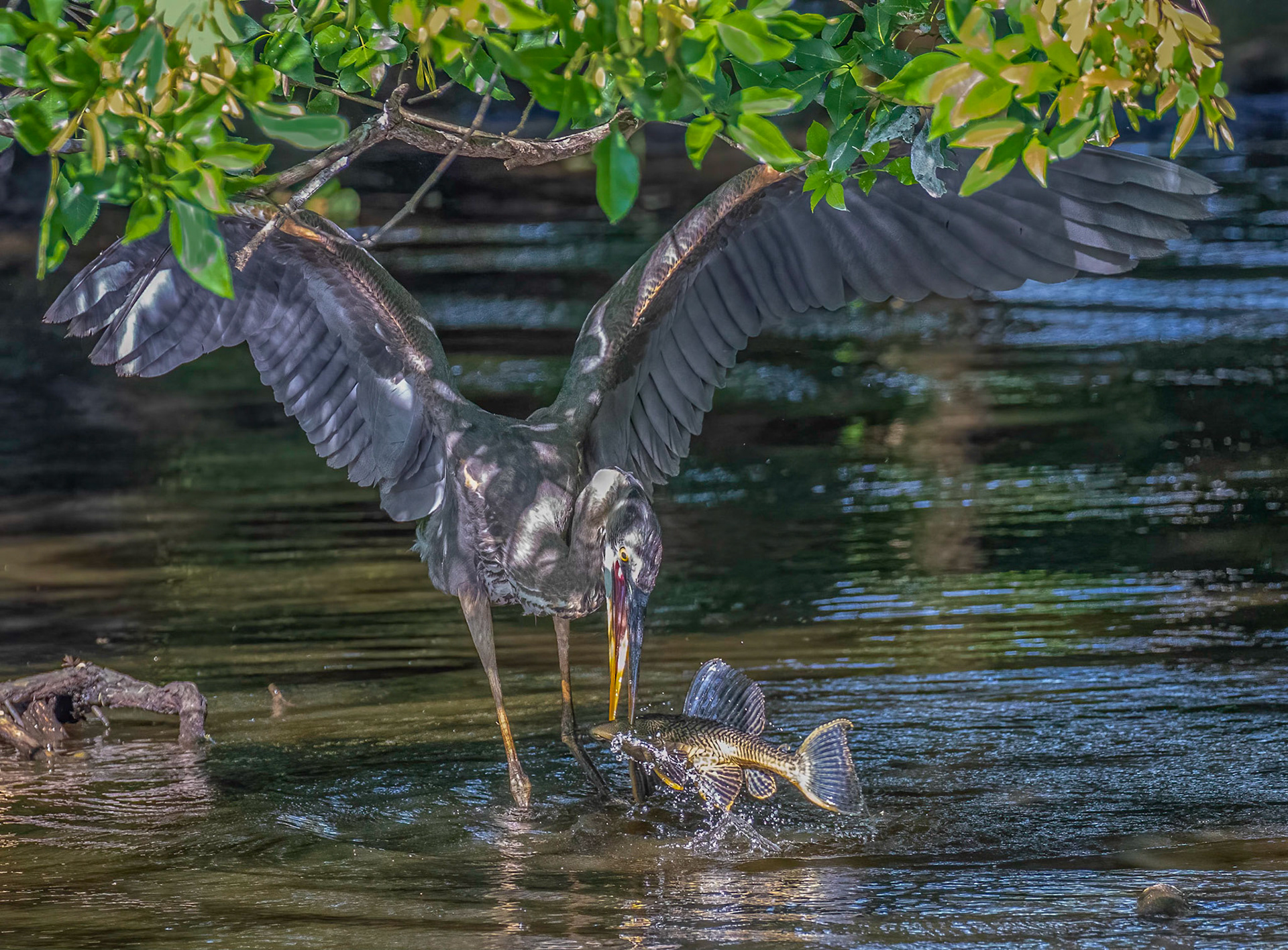 Great Blue Heron - juvenile