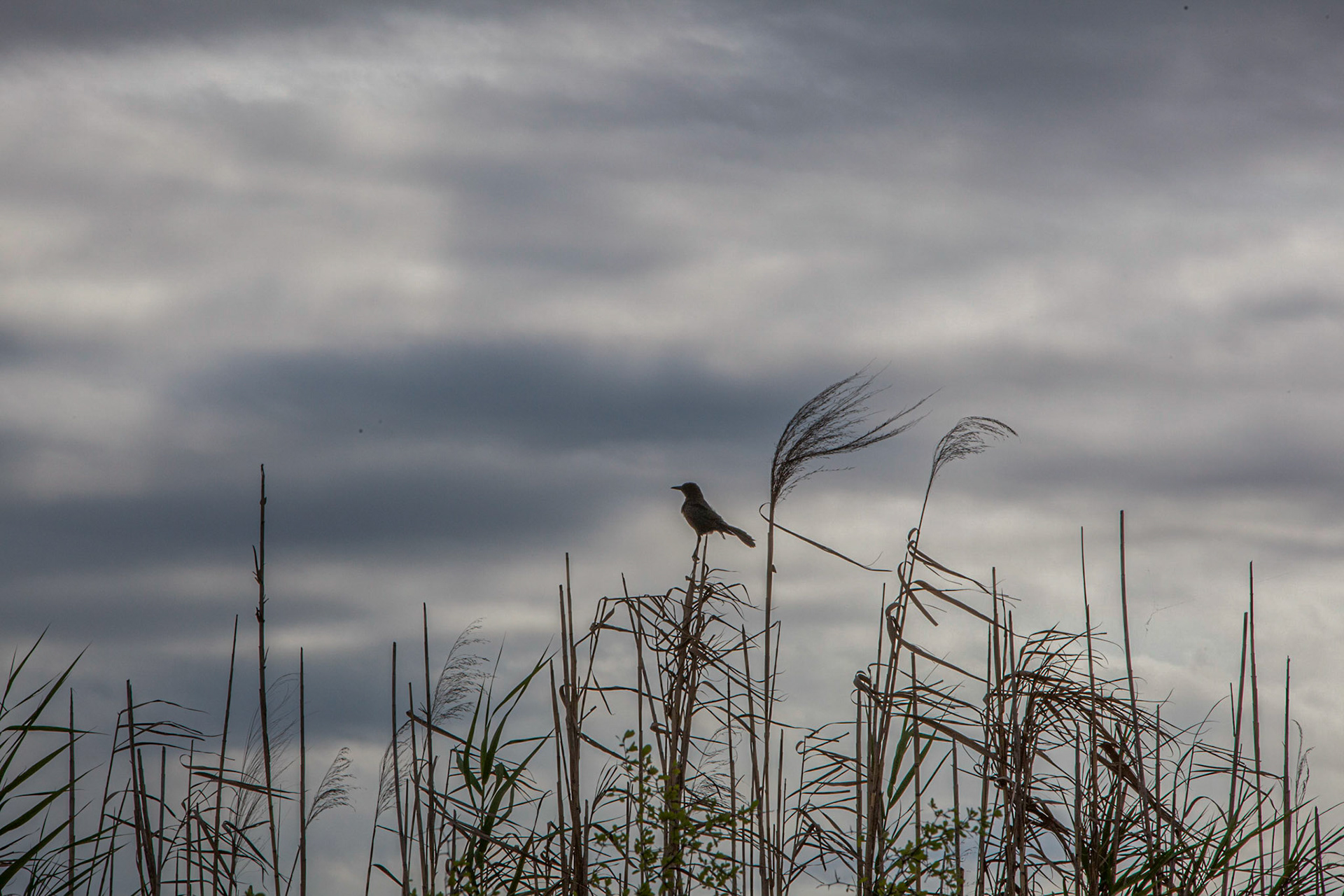 Boat-tailed Grackle - Male